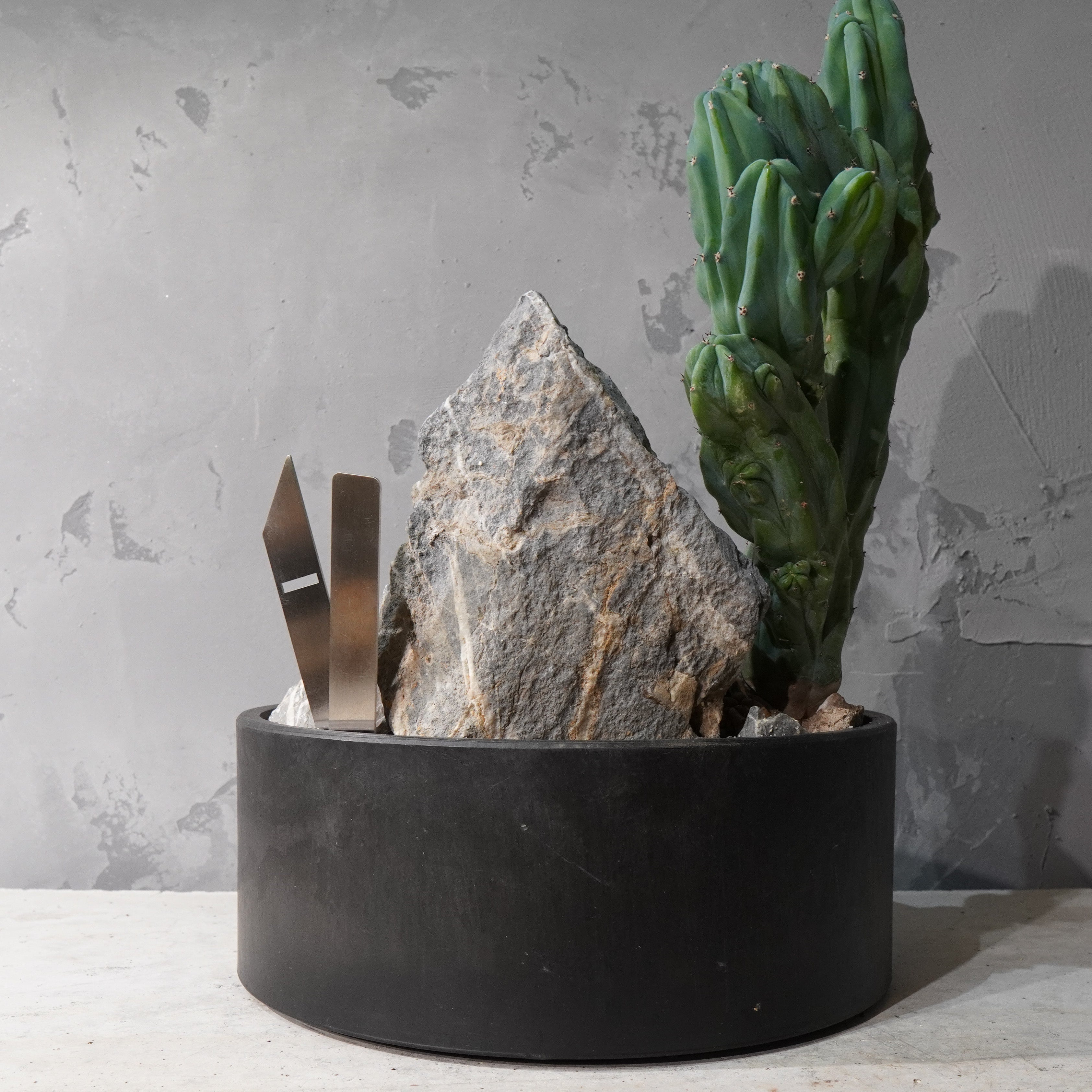 【HABITAT STYLE】竜神木 綴化_Bizarre Plants/珍奇植物/ハビタットスタイル#artholic