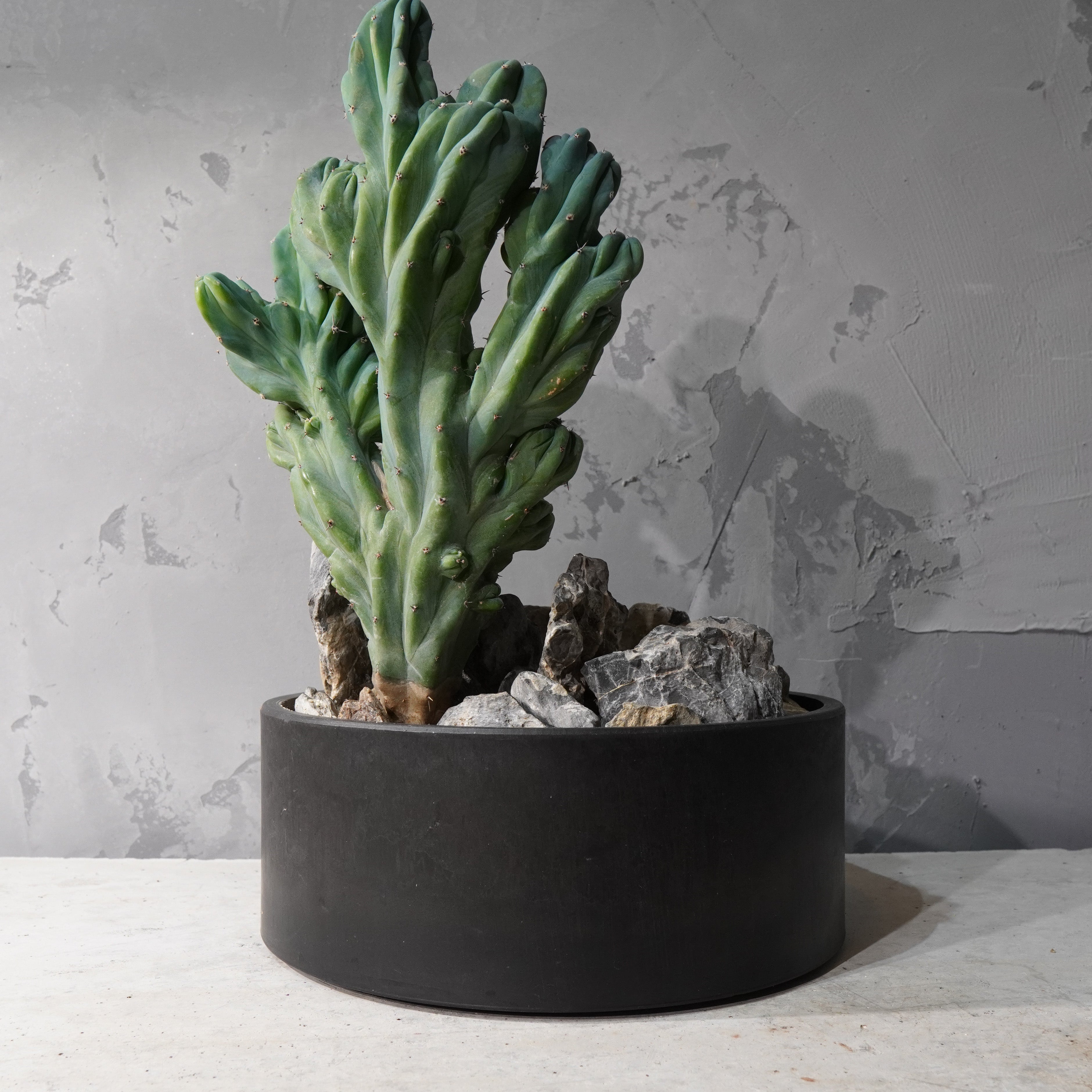 【HABITAT STYLE】竜神木 綴化_Bizarre Plants/珍奇植物/ハビタットスタイル#artholic