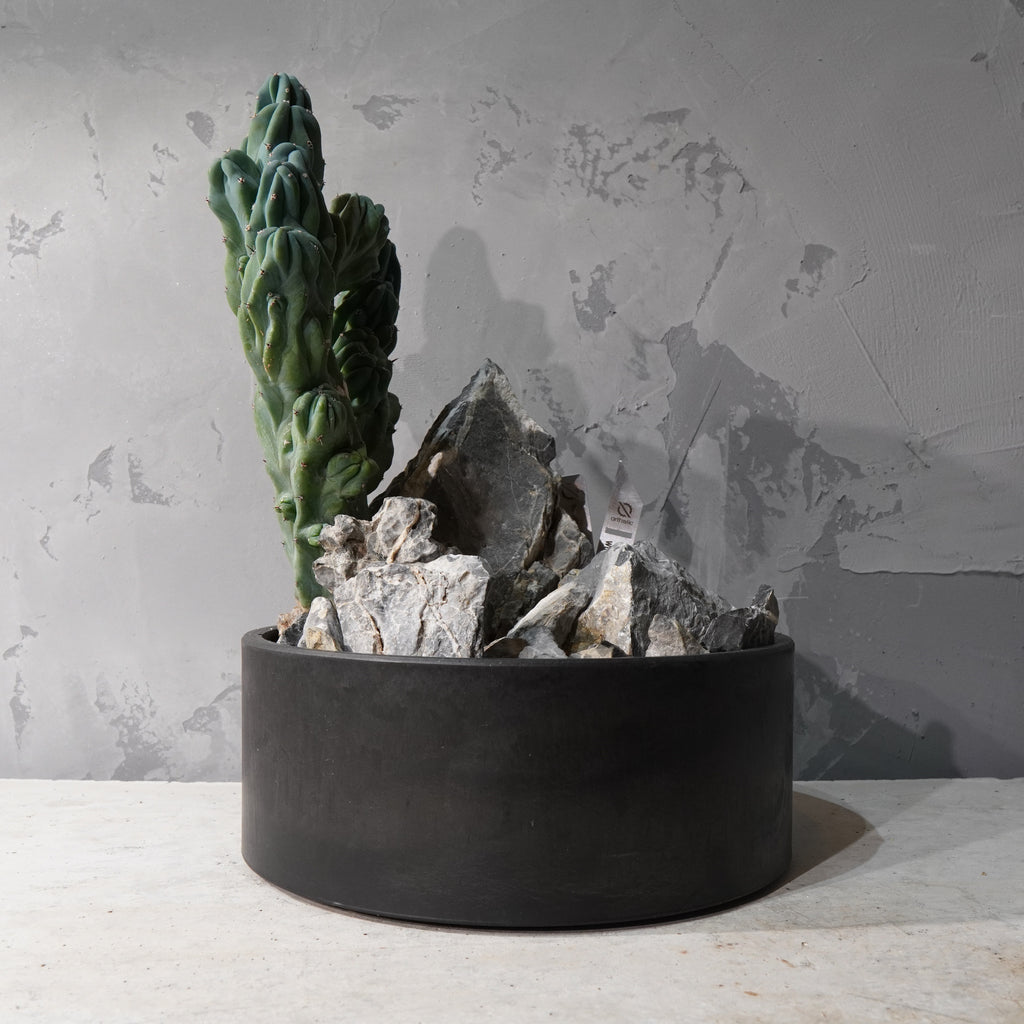 【HABITAT STYLE】竜神木 綴化_Bizarre Plants/珍奇植物/ハビタットスタイル#artholic