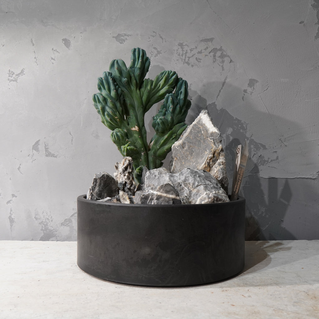 【HABITAT STYLE】竜神木 綴化_Bizarre Plants/珍奇植物/ハビタットスタイル#artholic