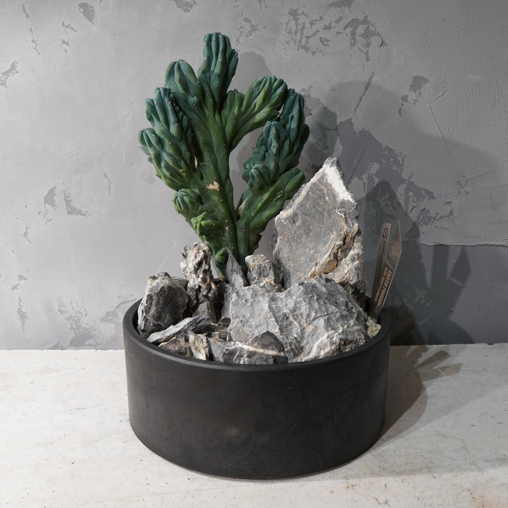 【HABITAT STYLE】竜神木 綴化_Bizarre Plants/珍奇植物/ハビタットスタイル#artholic