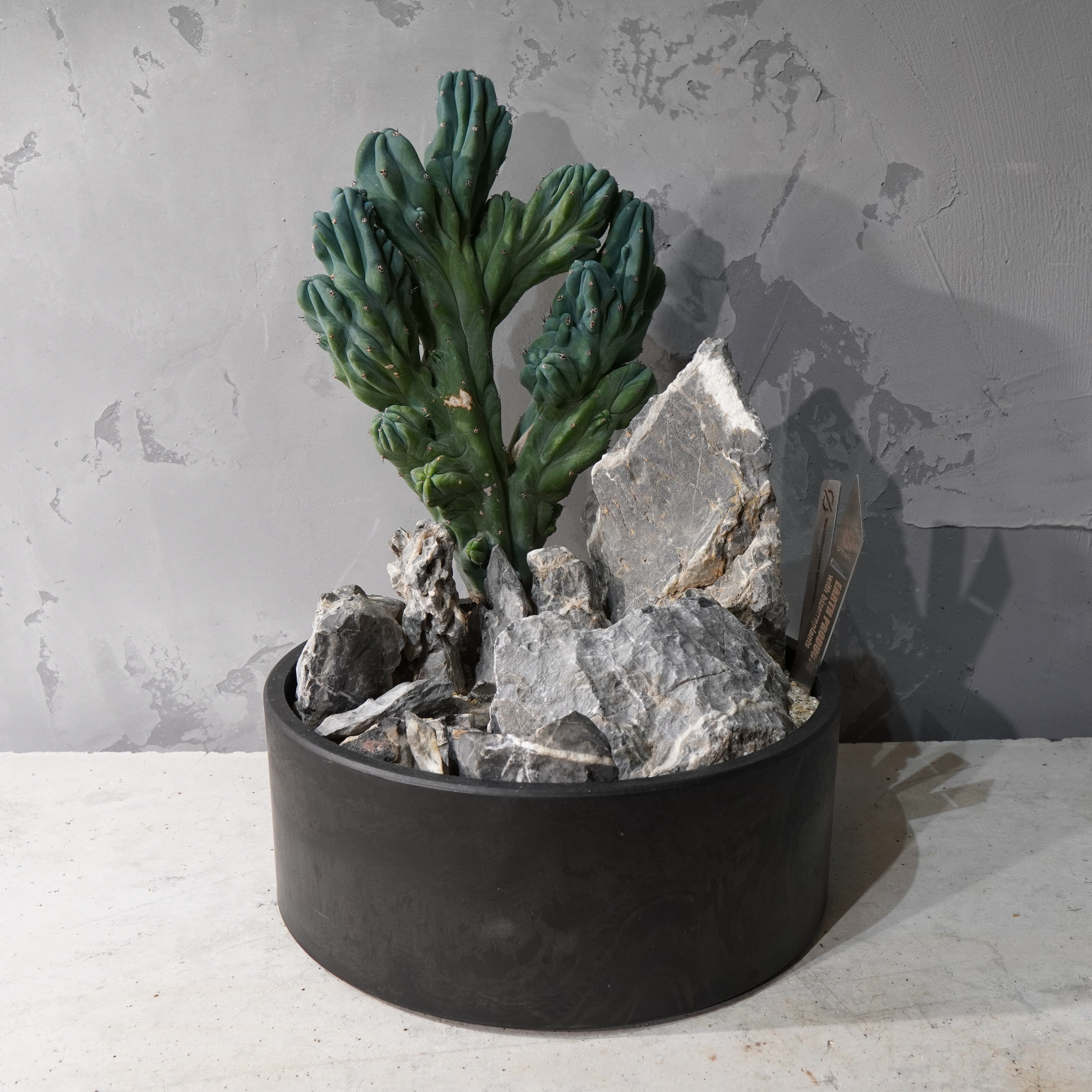 【HABITAT STYLE】竜神木 綴化_Bizarre Plants/珍奇植物/ハビタットスタイル#artholic