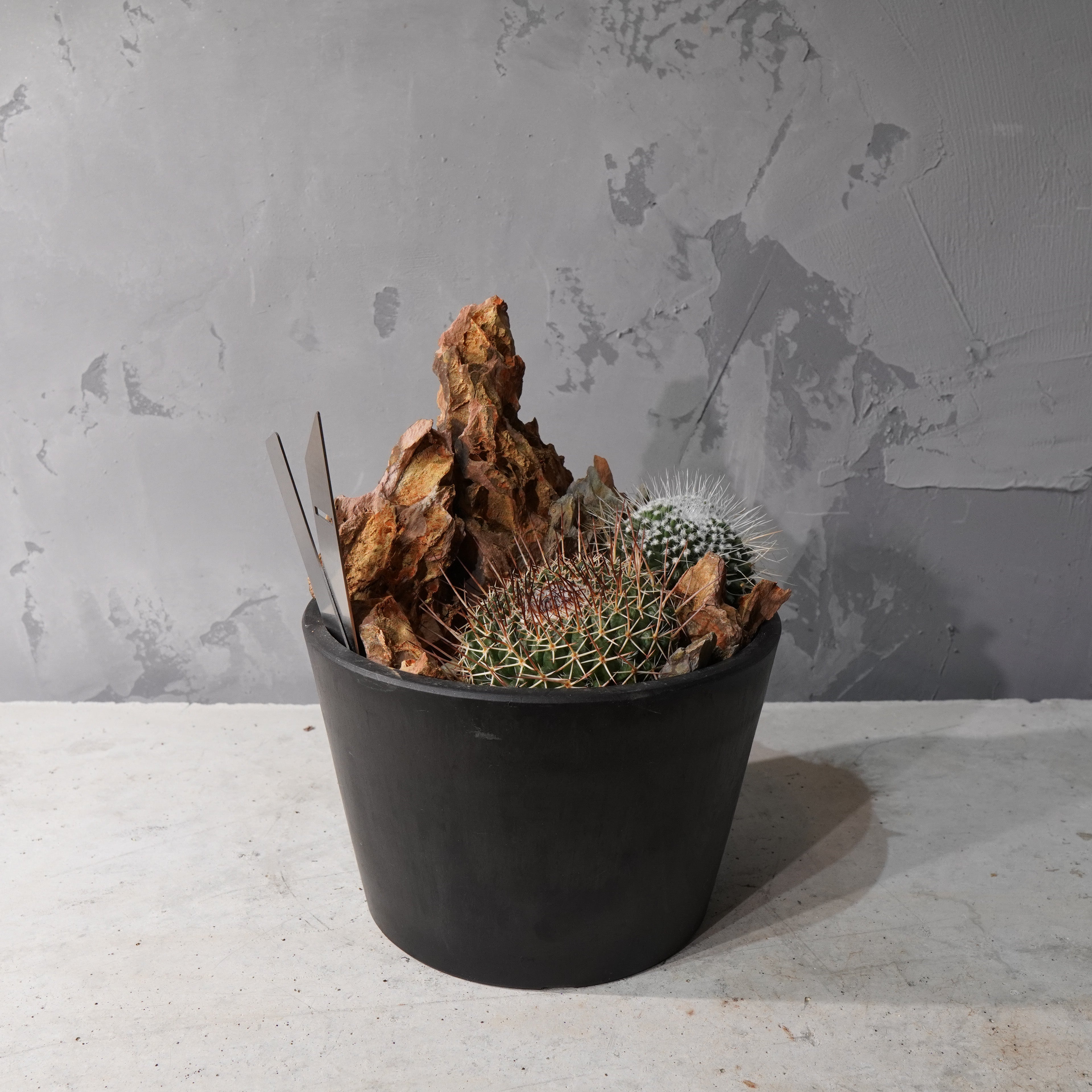 【HABITAT STYLE】フェロカクタス_Bizarre Plants/珍奇植物/ハビタットスタイル#artholic