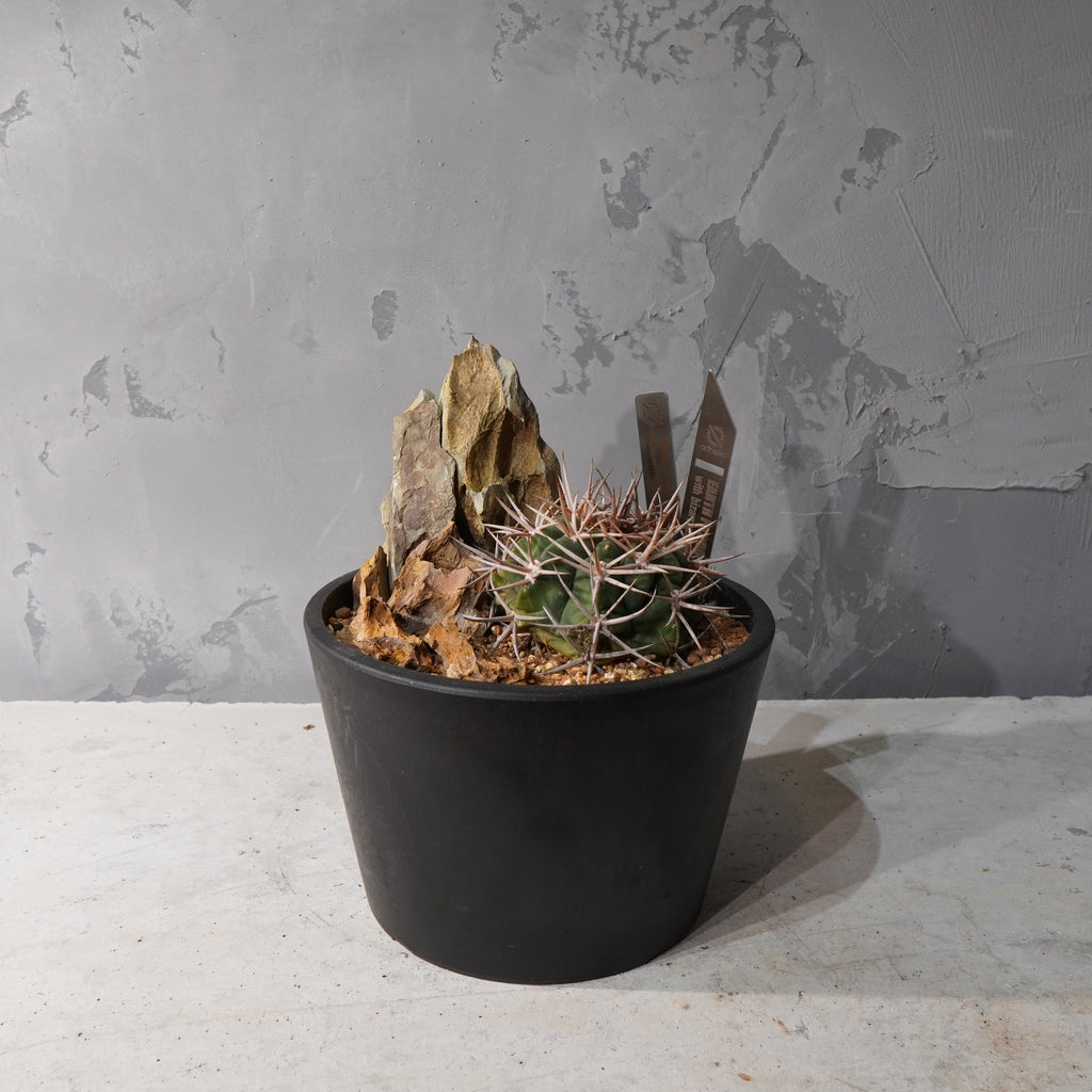 【HABITAT STYLE】ギムノカリキウムフェロシオール_Bizarre Plants/珍奇植物/ハビタットスタイル#artholic