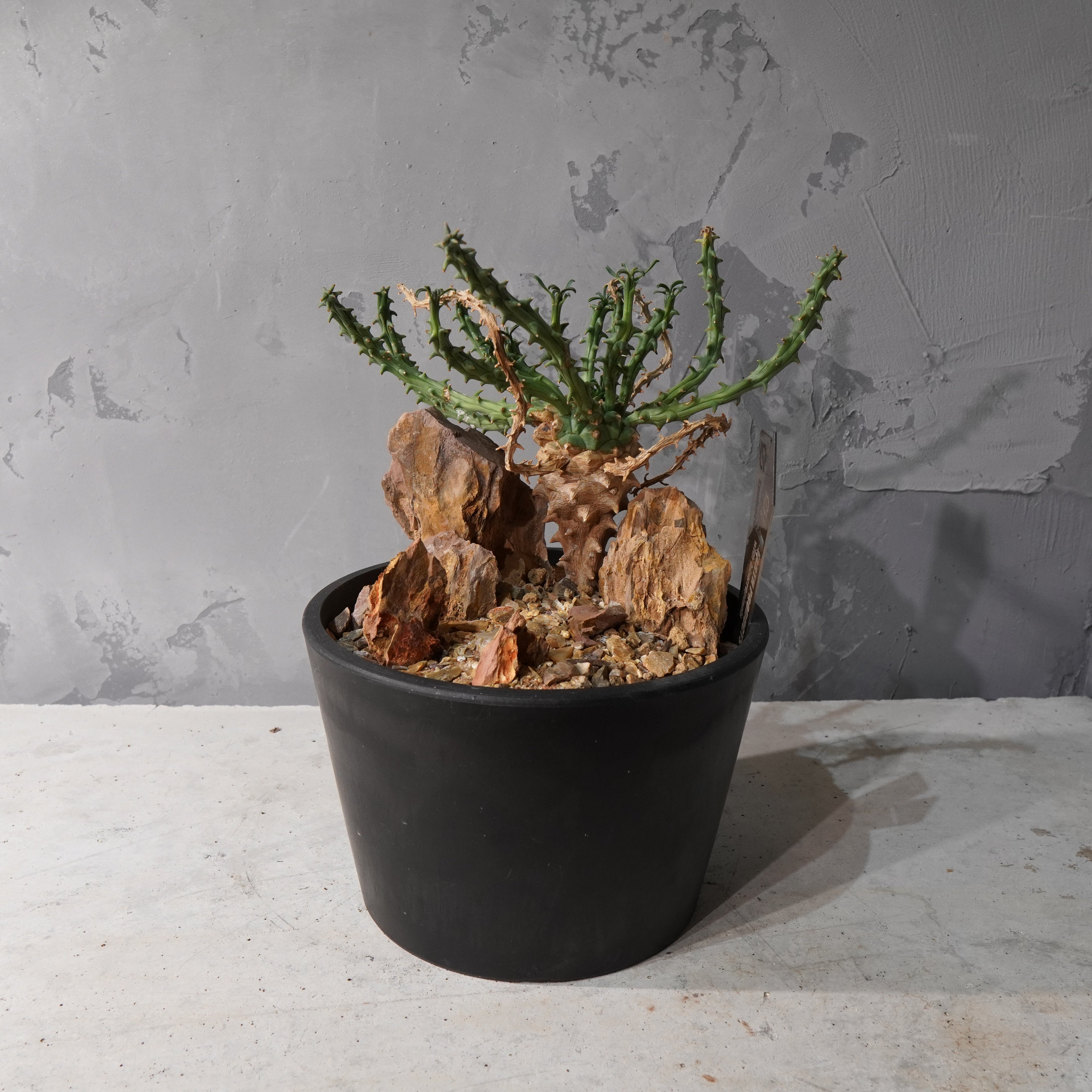 【HABITAT STYLE】ユーフォルビアツベルクラータ_Bizarre Plants/珍奇植物/ハビタットスタイル#artholic