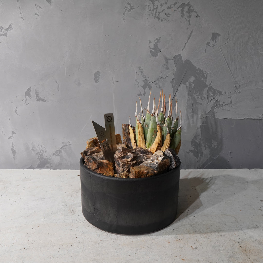 【HABITAT STYLE】アガベ ユタエンシス エボリスピナ_Bizarre Plants/珍奇植物/ハビタットスタイル#artholic