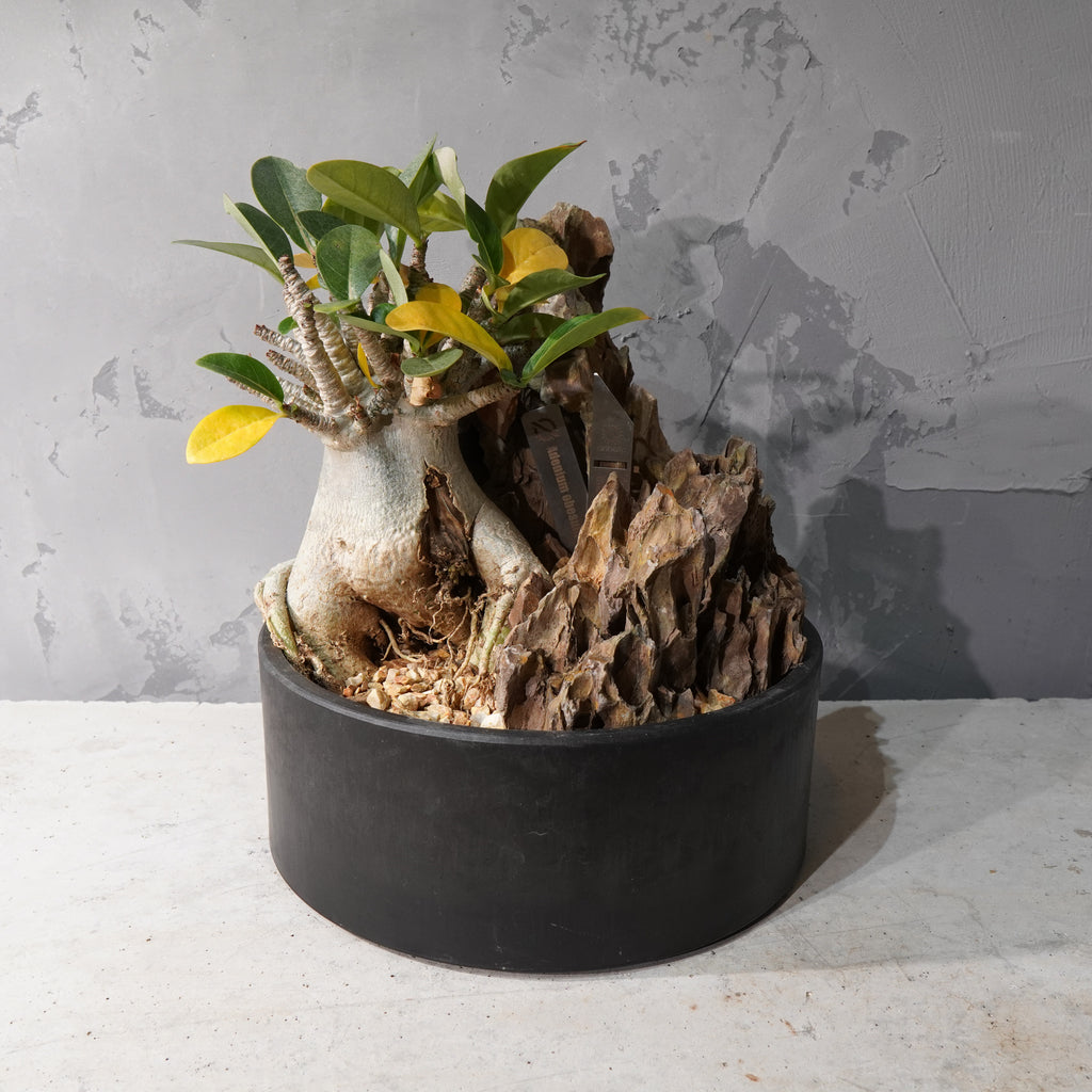 【HABITAT STYLE】アデニウム・オベスム_Bizarre Plants/珍奇植物/ハビタットスタイル#artholic