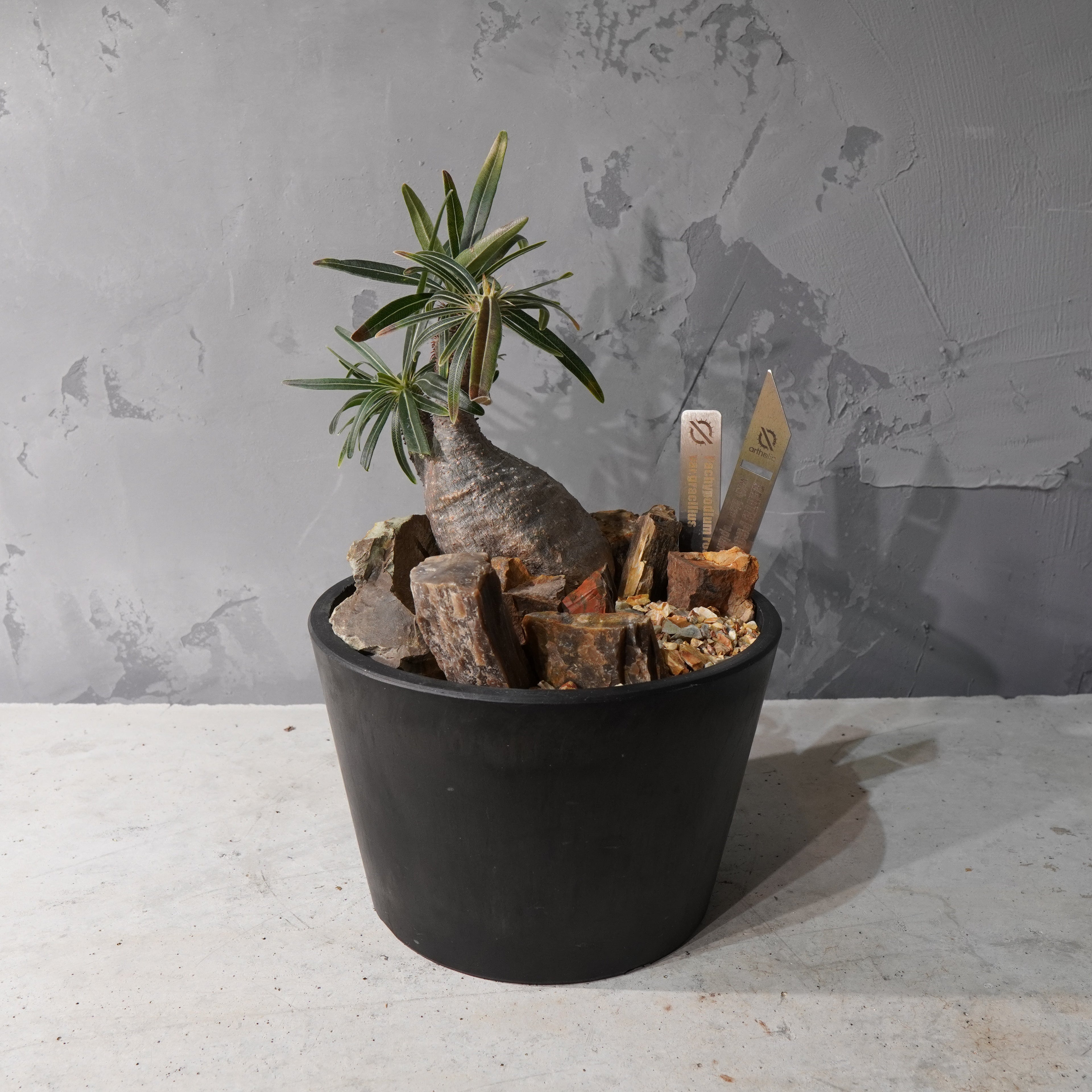 【HABITAT STYLE】パキポディウムグラキリス(現地球)_Bizarre Plants/珍奇植物/ハビタットスタイル#artholic