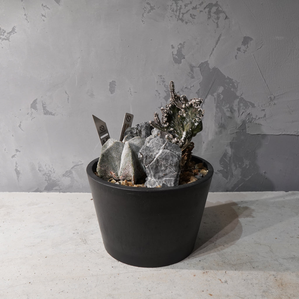 【HABITAT STYLE】アストロフィツム恩塚鸞鳳玉/残雪の峰_Bizarre Plants/珍奇植物/ハビタットスタイル#artholic