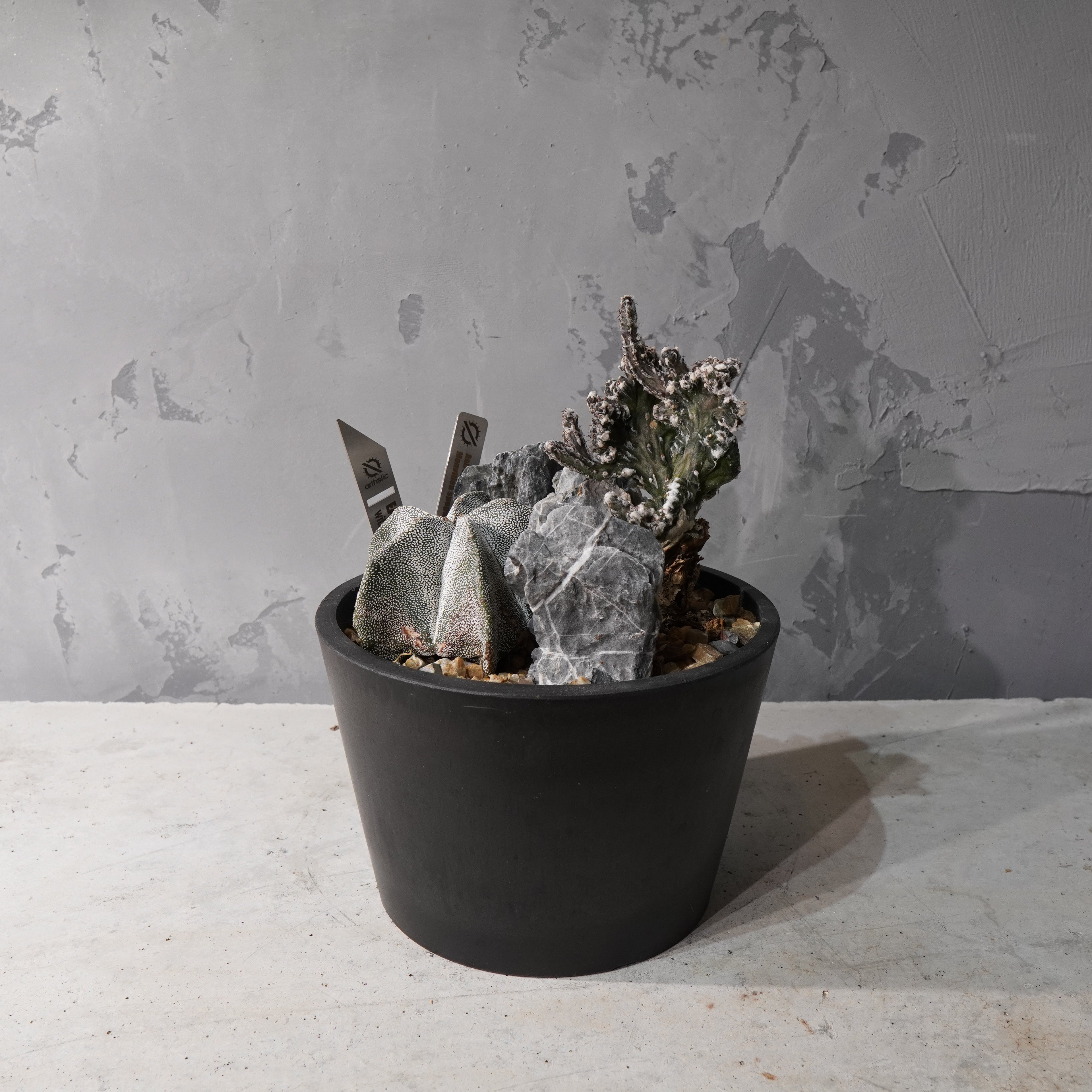 【HABITAT STYLE】アストロフィツム恩塚鸞鳳玉/残雪の峰_Bizarre Plants/珍奇植物/ハビタットスタイル#artholic