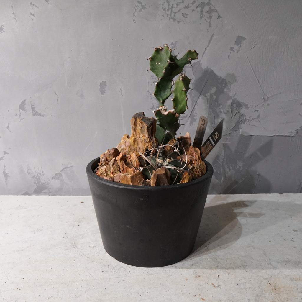 【HABITAT STYLE】アストロフィツム大鳳玉/トルチリス_Bizarre Plants/珍奇植物/ハビタットスタイル#artholic