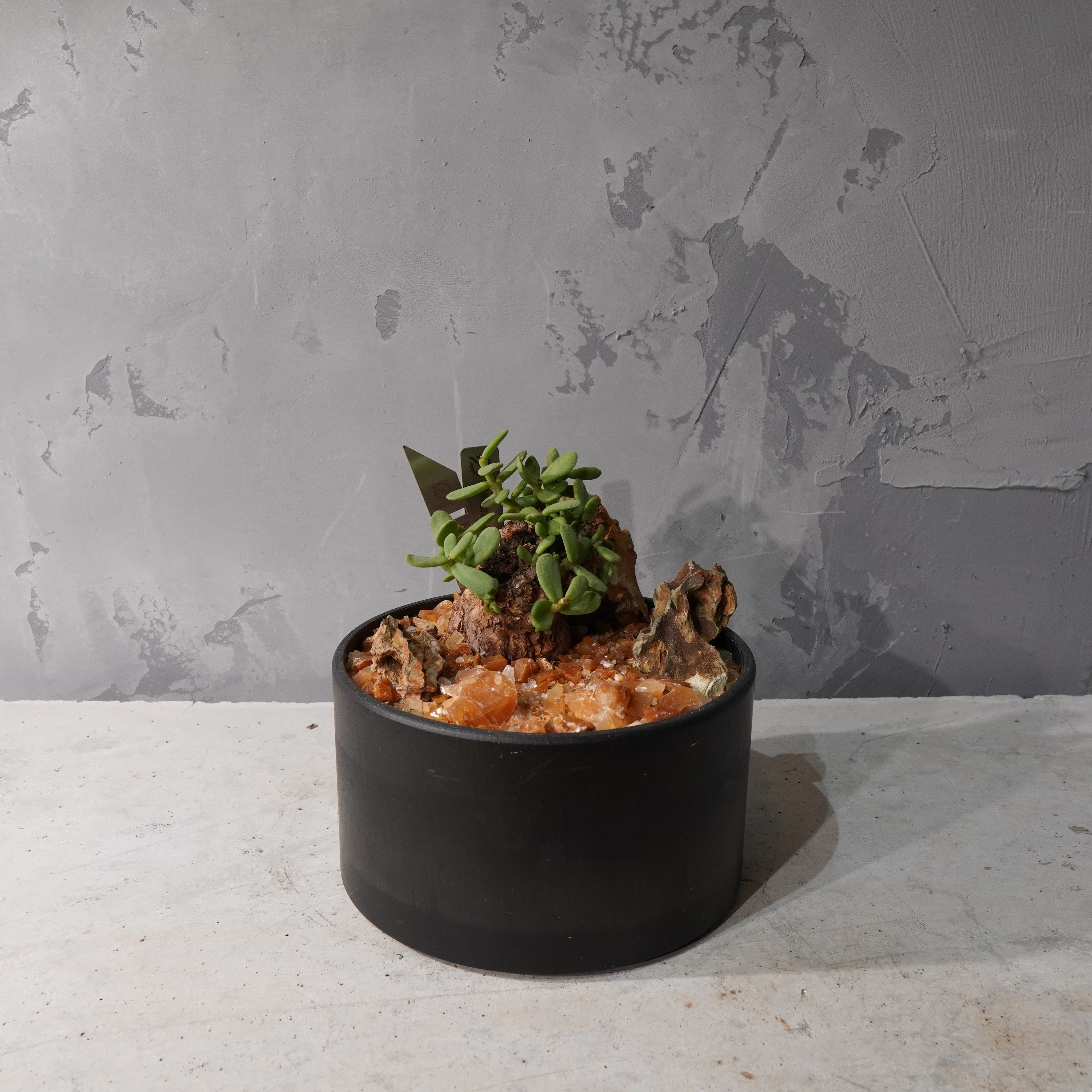 【HABITAT STYLE】ケラリアピグマエア_Bizarre Plants/珍奇植物/ハビタットスタイル#artholic