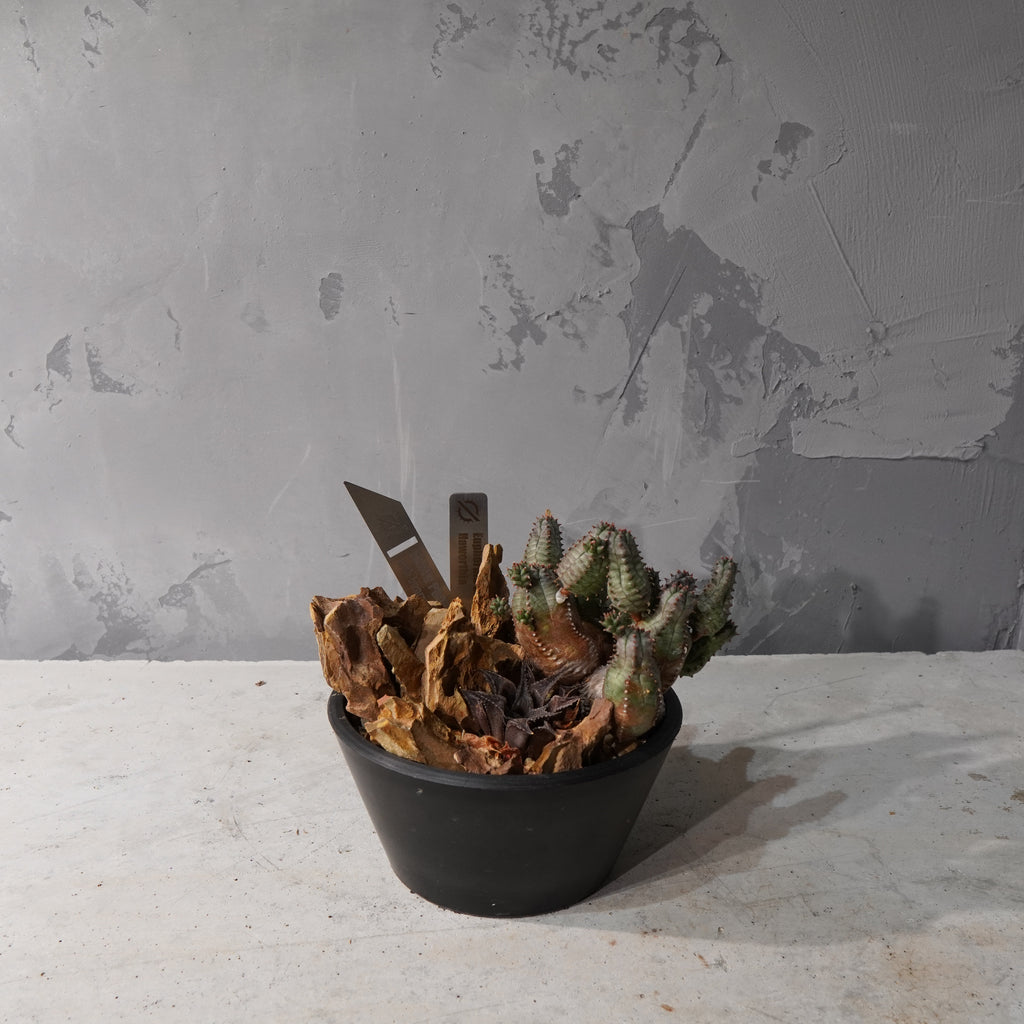 【HABITAT STYLE】ユーフォルビアオベサブロウ/ハオルチア_Bizarre Plants/珍奇植物/ハビタットスタイル#artholic