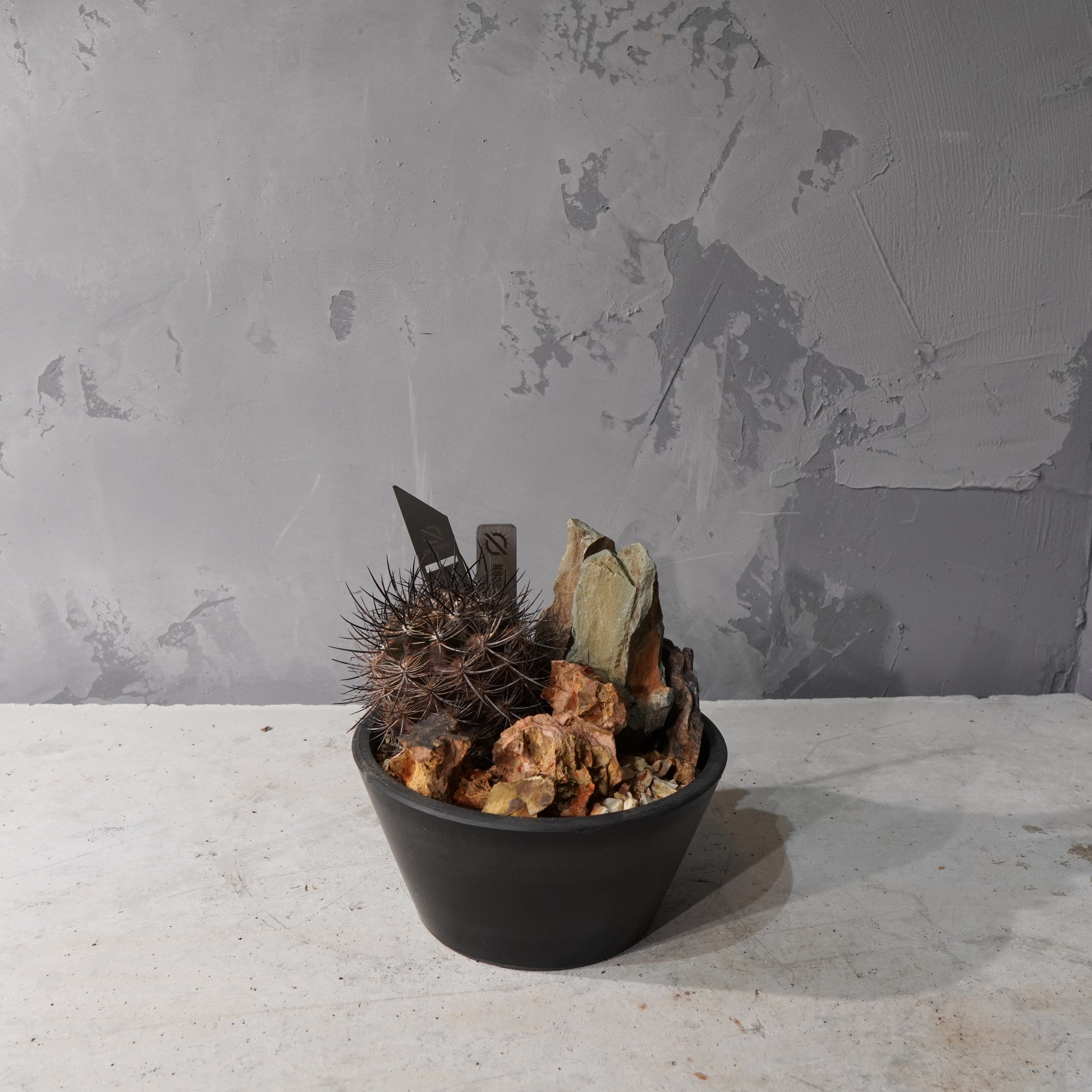 【HABITAT STYLE】ネオポルテリア 銀翁玉_Bizarre Plants/珍奇植物/ハビタットスタイル#artholic