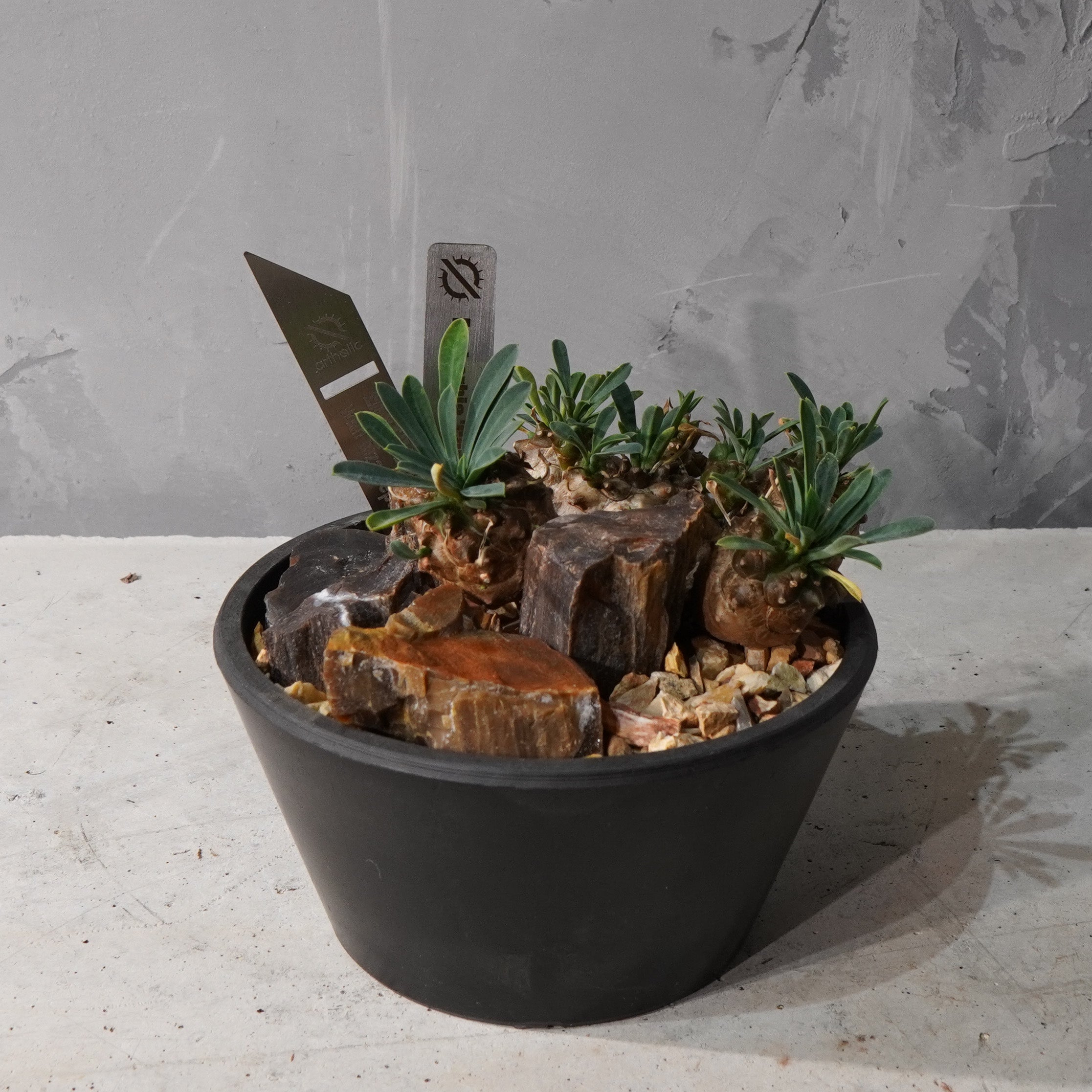 【HABITAT STYLE】トウダイグザ我眉山_Bizarre Plants/珍奇植物/ハビタットスタイル#artholic