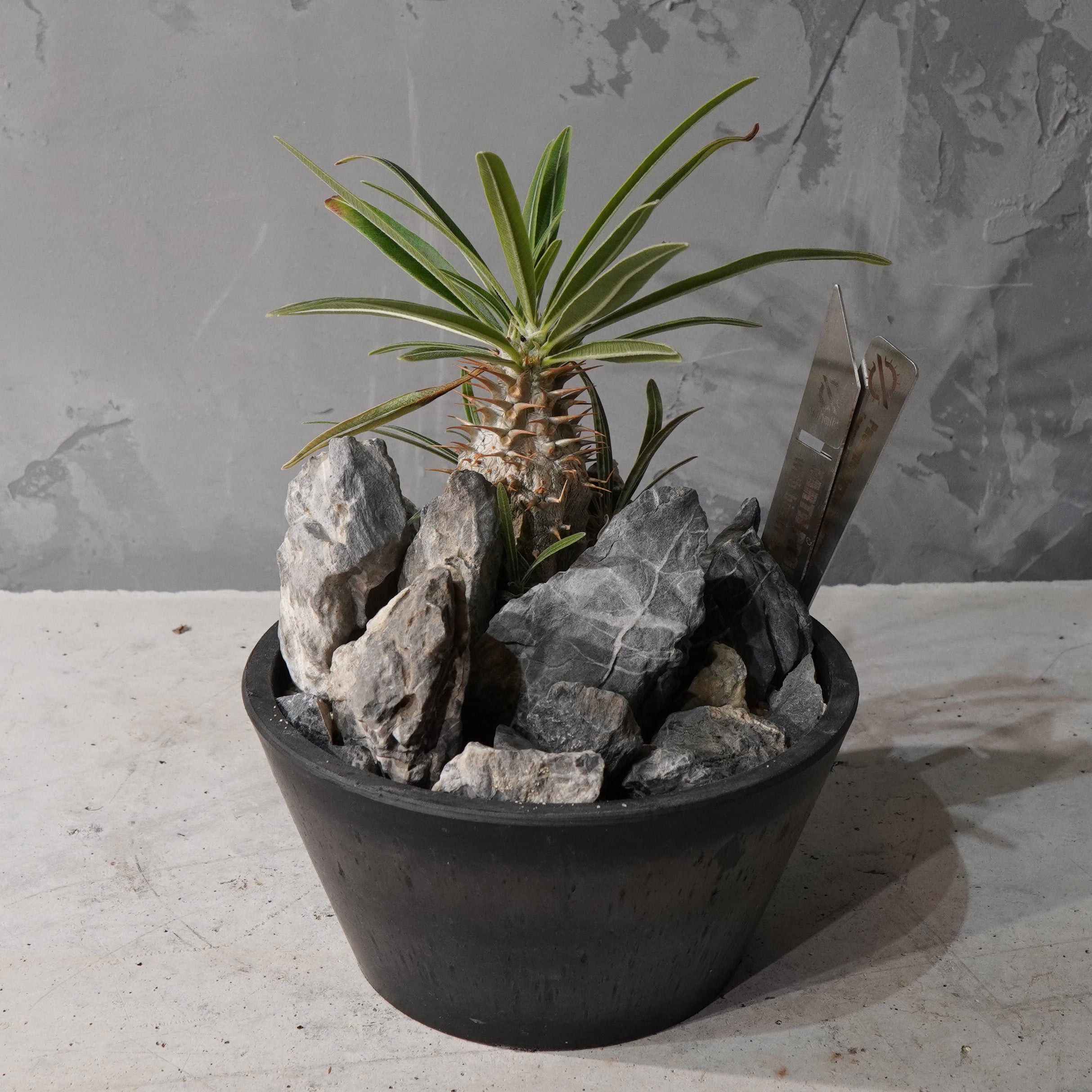 【HABITAT STYLE】パキポディウムグラキリス(実生)_Bizarre Plants/珍奇植物/ハビタットスタイル#artholic