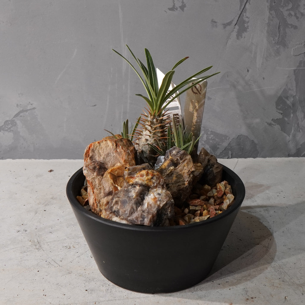 【HABITAT STYLE】パキポディウムグラキリス(実生)_Bizarre Plants/珍奇植物/ハビタットスタイル#artholic