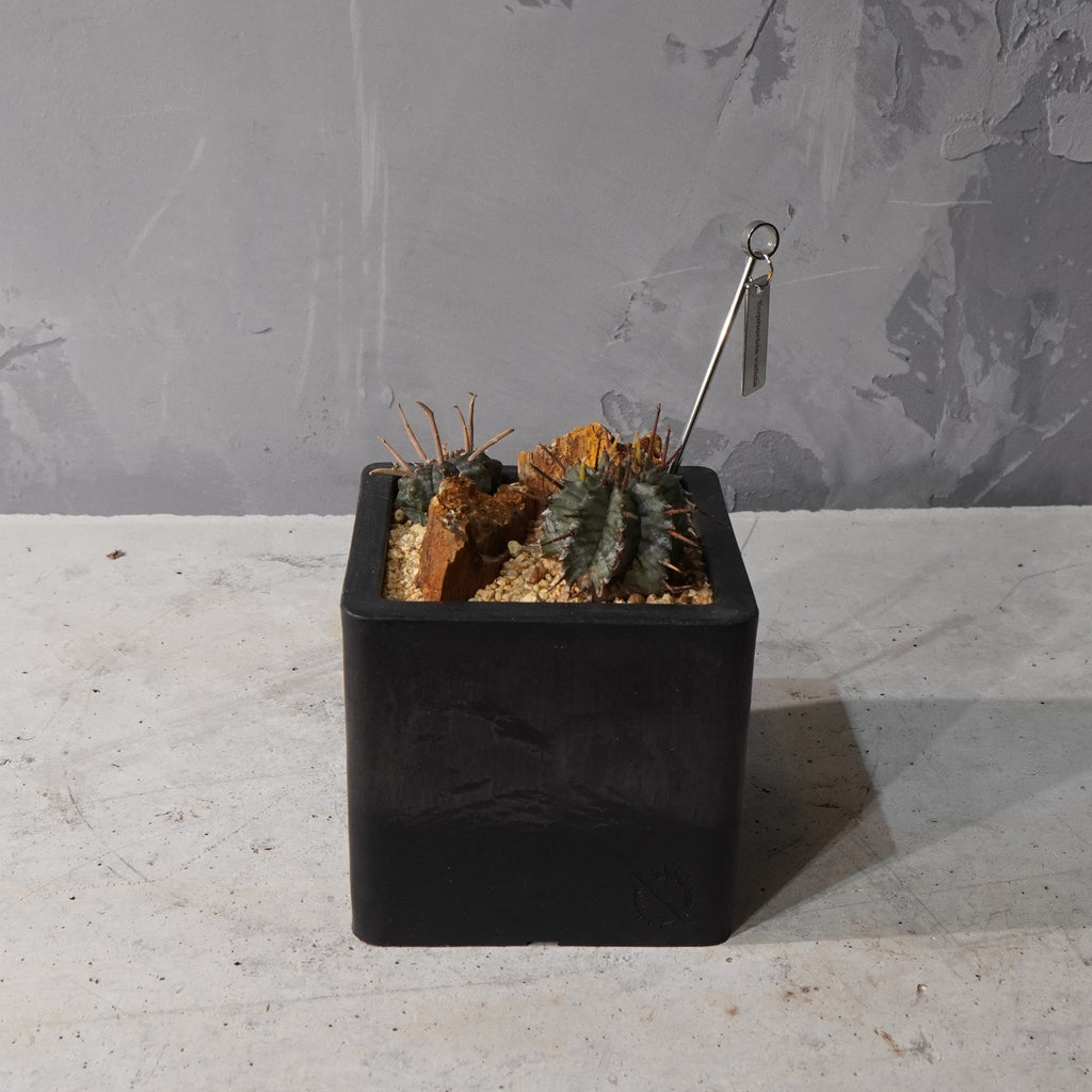 【HABITAT CUBE】ユーフォルビアバリダ_Bizarre Plants/珍奇植物/ハビタットスタイル#artholic