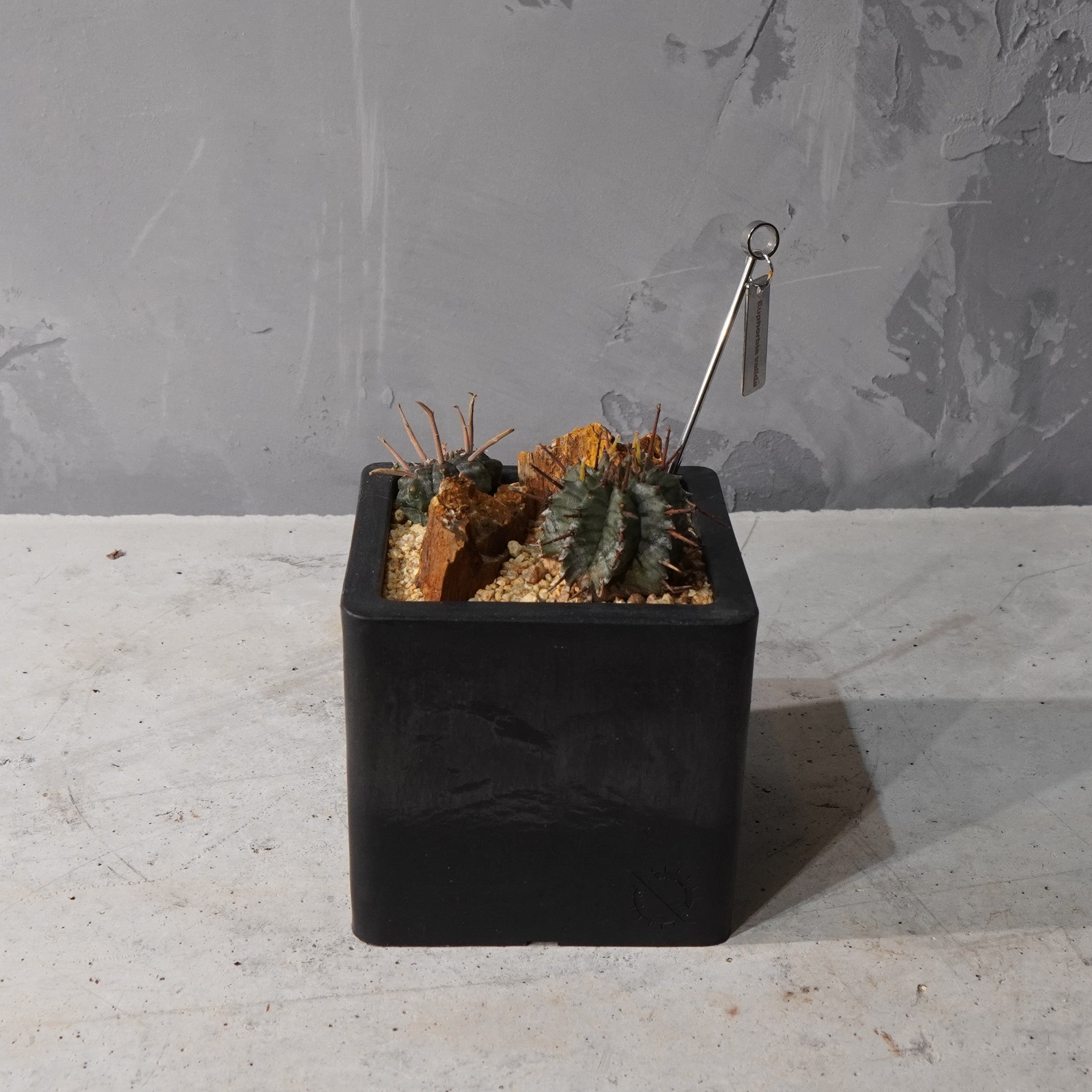 【HABITAT CUBE】ユーフォルビアバリダ_Bizarre Plants/珍奇植物/ハビタットスタイル#artholic