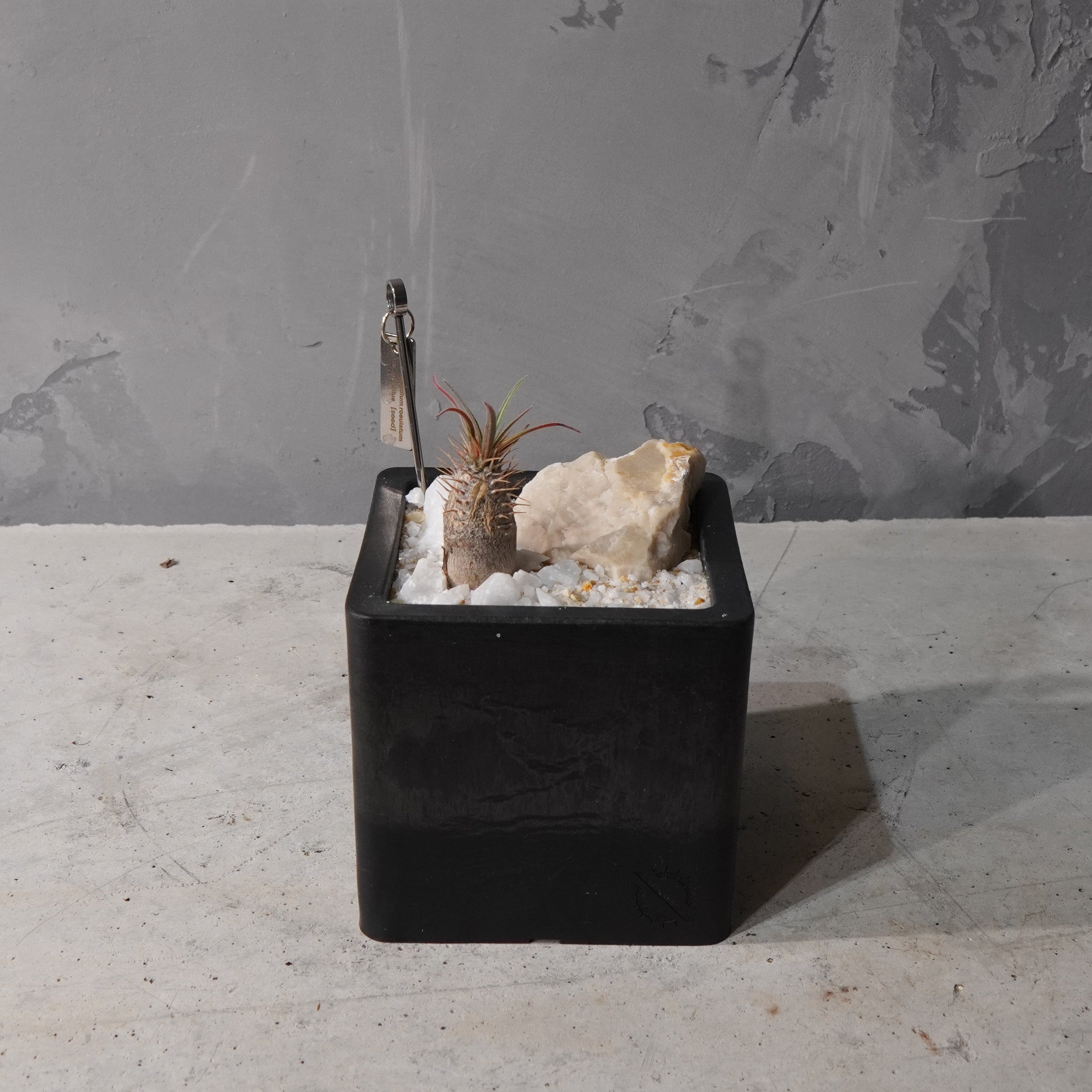 【HABITAT CUBE】パキポディウムグラキリス(実生)_Bizarre Plants/珍奇植物/ハビタットスタイル#artholic