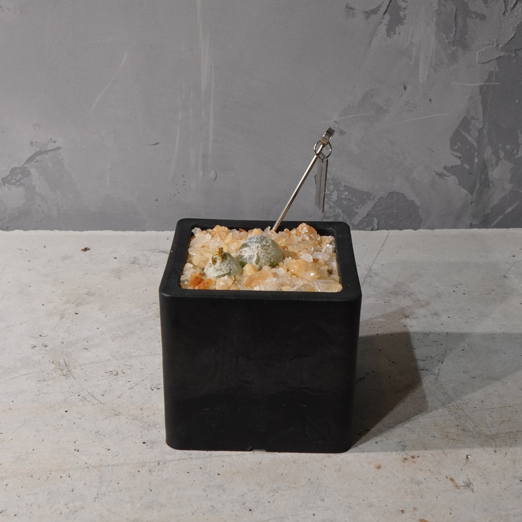 【HABITAT CUBE】コノフィツム ブルゲリ_Bizarre Plants/珍奇植物/ハビタットスタイル#artholic