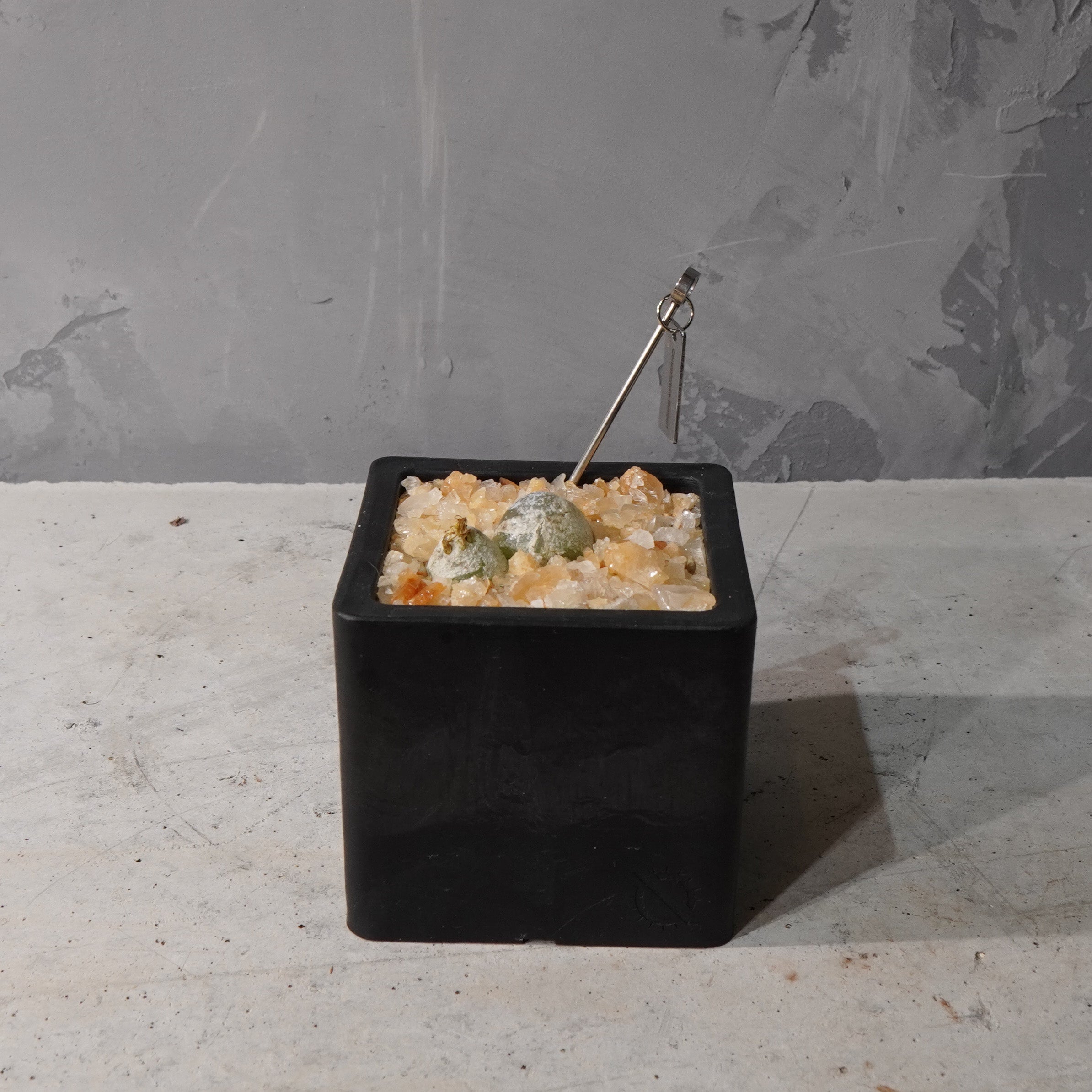 【HABITAT CUBE】コノフィツム ブルゲリ_Bizarre Plants/珍奇植物/ハビタットスタイル#artholic