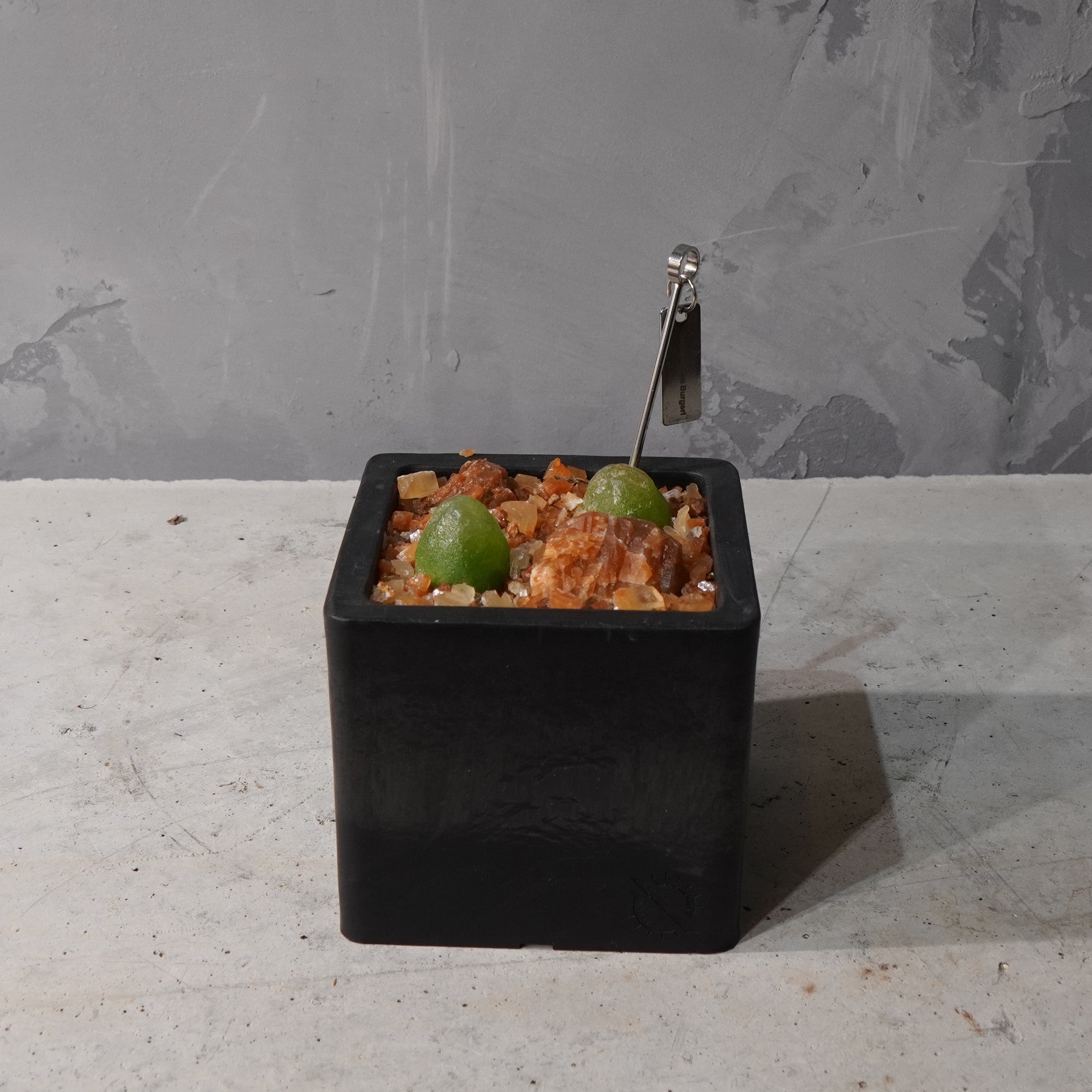 【HABITAT CUBE】コノフィツム ブルゲリ_Pizarre Plants/珍奇植物/ハビタットスタイル#artholic