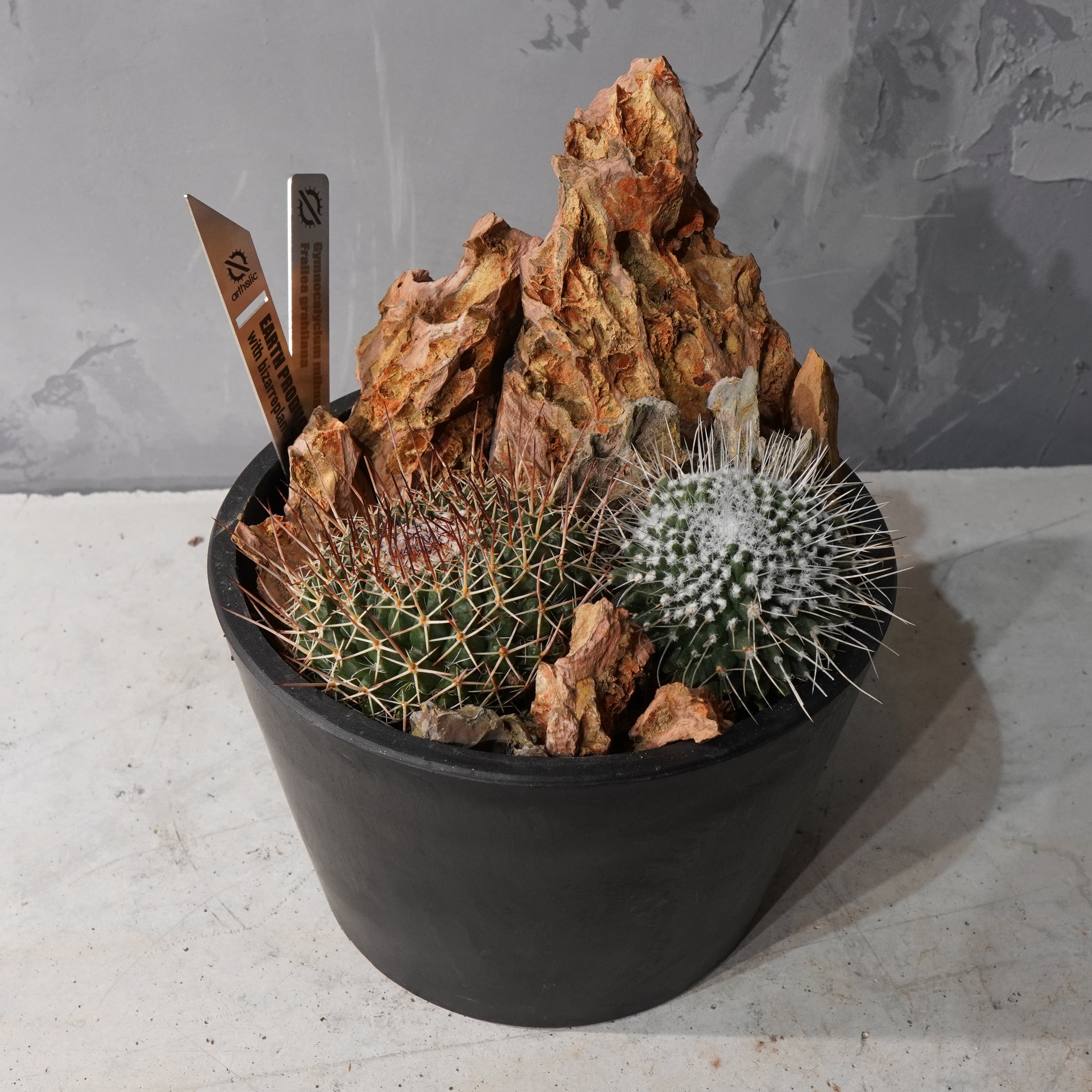 【HABITAT STYLE】フェロカクタス_Bizarre Plants/珍奇植物/ハビタットスタイル#artholic