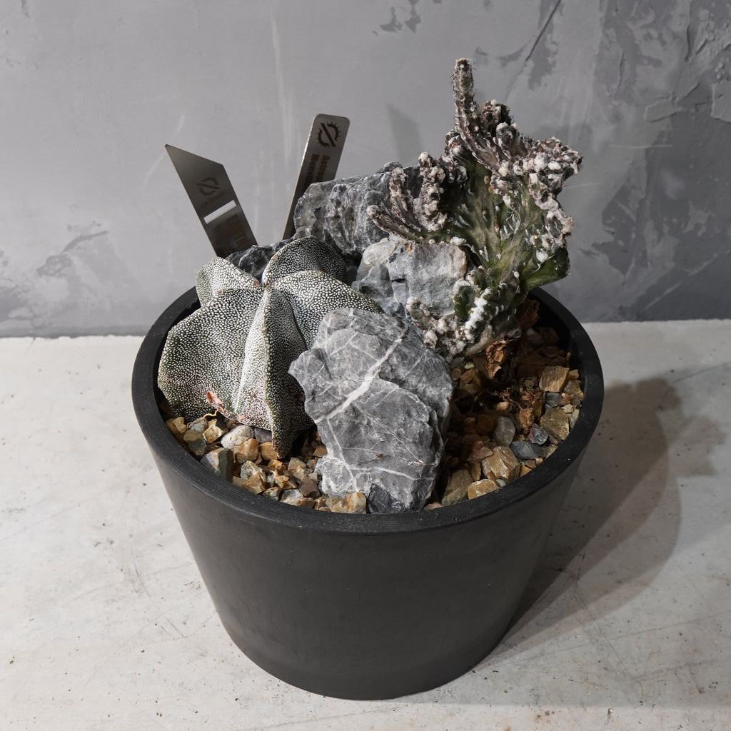 【HABITAT STYLE】アストロフィツム恩塚鸞鳳玉/残雪の峰_Bizarre Plants/珍奇植物/ハビタットスタイル#artholic