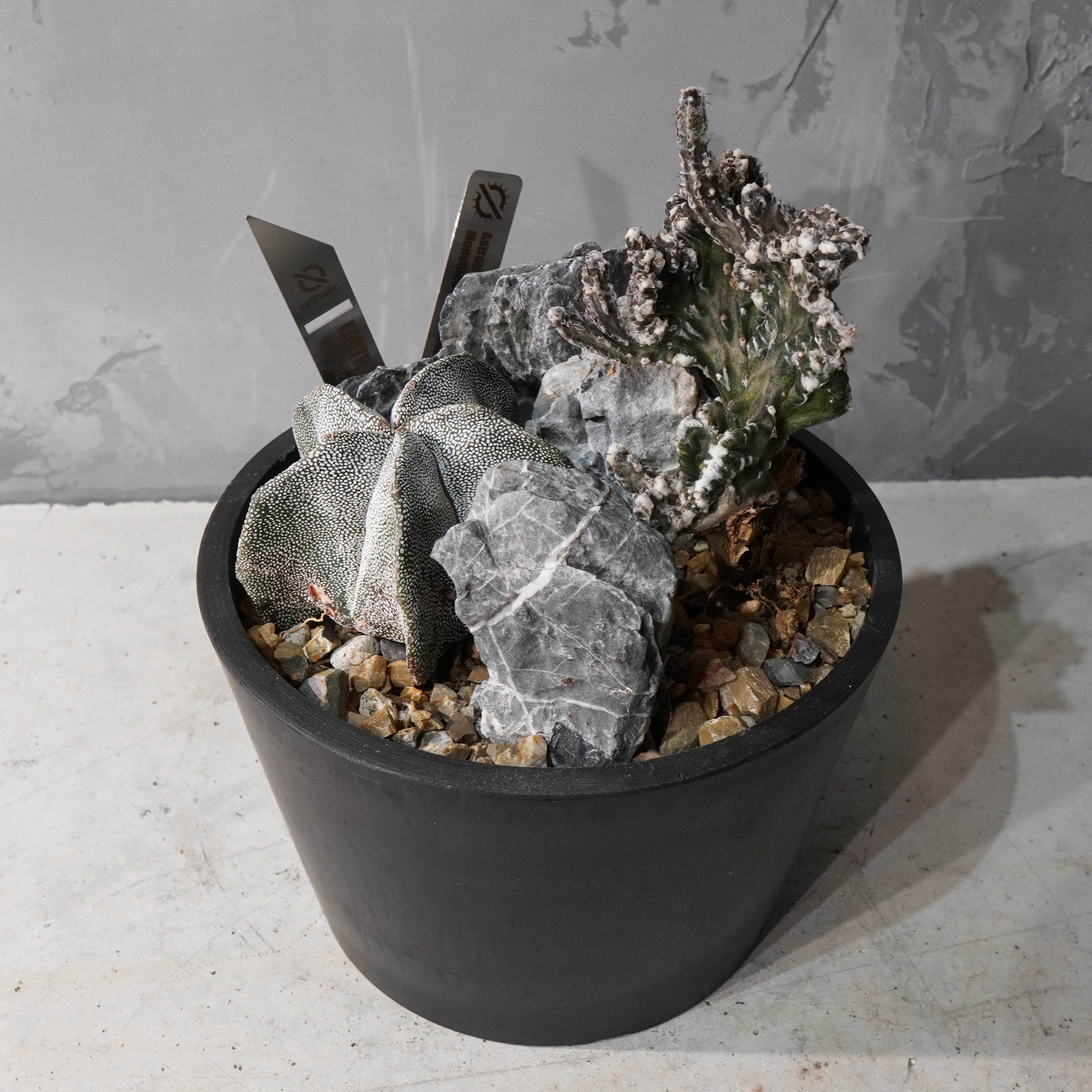 【HABITAT STYLE】アストロフィツム恩塚鸞鳳玉/残雪の峰_Bizarre Plants/珍奇植物/ハビタットスタイル#artholic