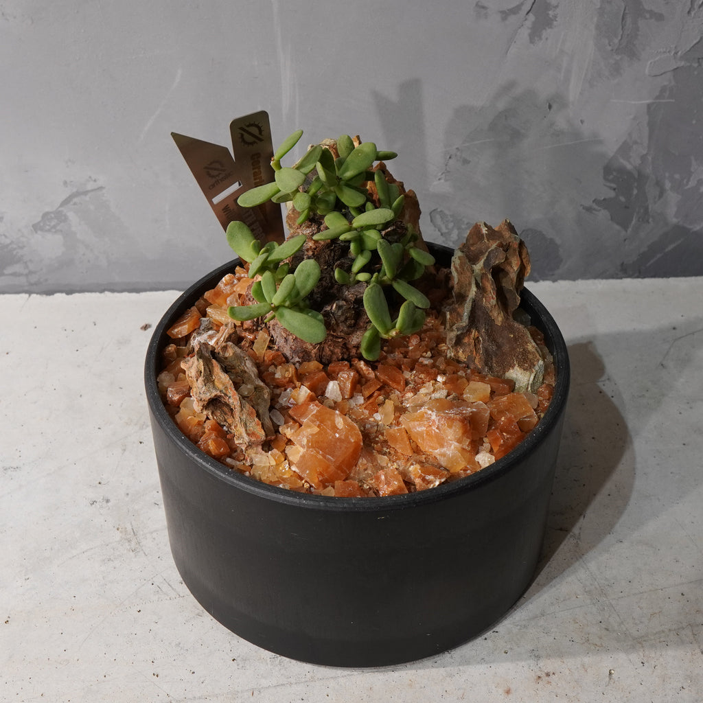 【HABITAT STYLE】ケラリアピグマエア_Bizarre Plants/珍奇植物/ハビタットスタイル#artholic