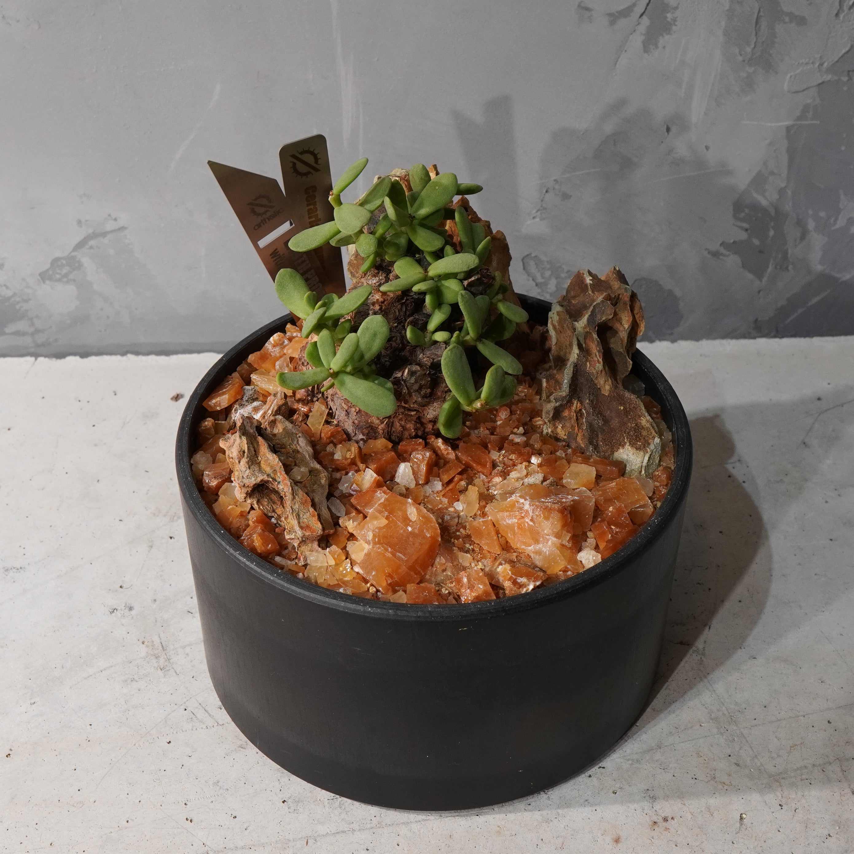 【HABITAT STYLE】ケラリアピグマエア_Bizarre Plants/珍奇植物/ハビタットスタイル#artholic