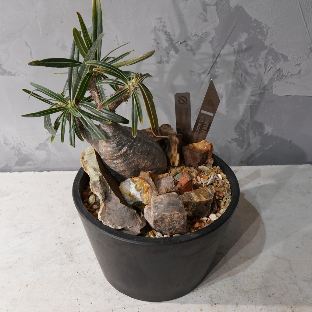 【HABITAT STYLE】パキポディウムグラキリス(現地球)_Bizarre Plants/珍奇植物/ハビタットスタイル#artholic