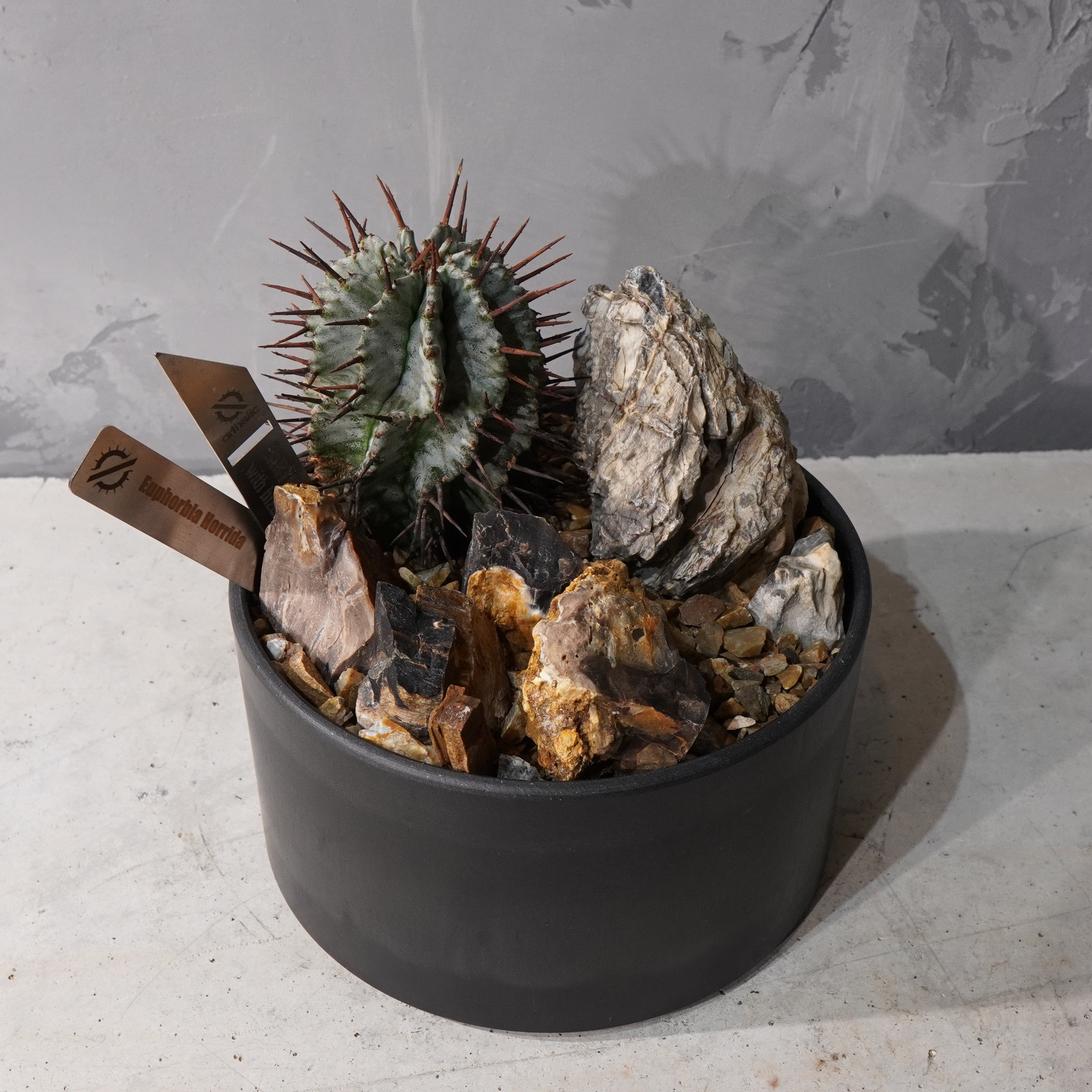 【HABITAT STYLE】ユーフォルビアホリダ_Bizarre Plants/珍奇植物/ハビタットスタイル#artholic