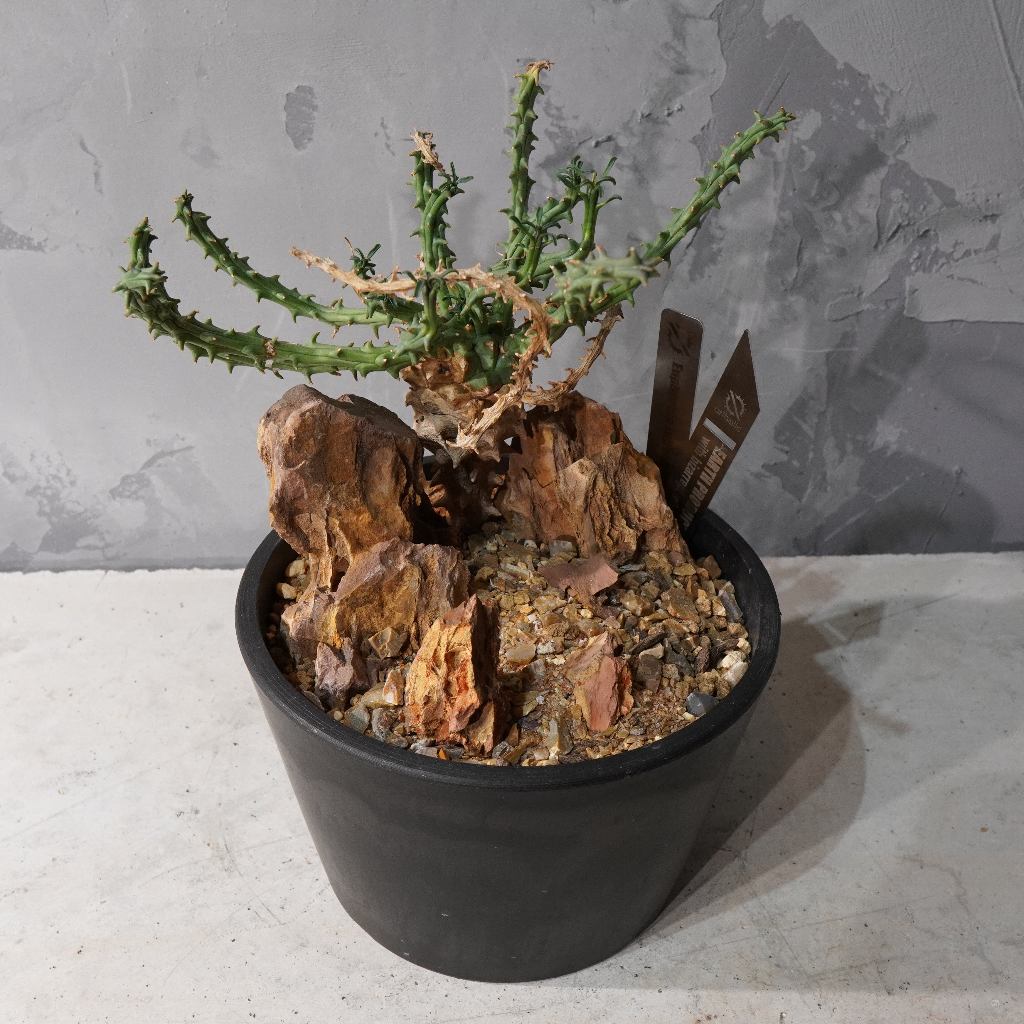 【HABITAT STYLE】ユーフォルビアツベルクラータ_Bizarre Plants/珍奇植物/ハビタットスタイル#artholic