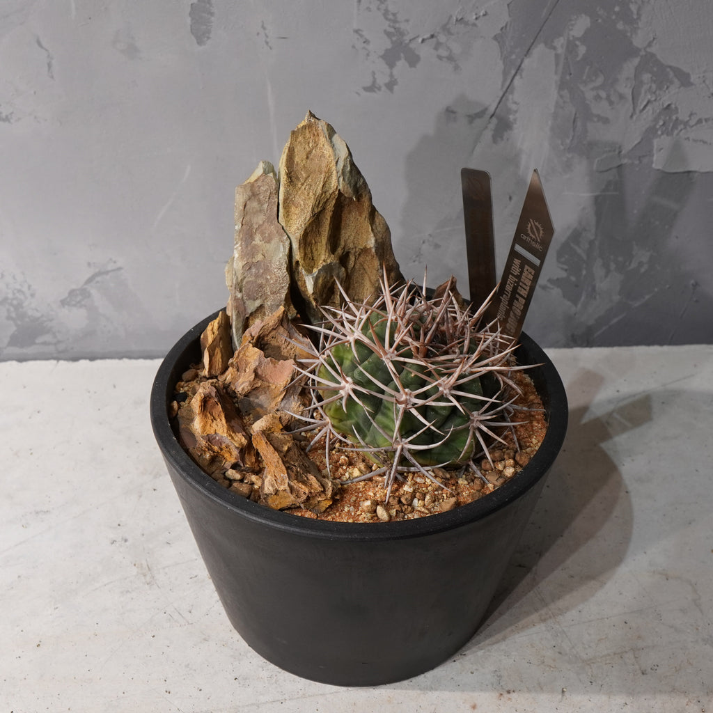 【HABITAT STYLE】ギムノカリキウムフェロシオール_Bizarre Plants/珍奇植物/ハビタットスタイル#artholic