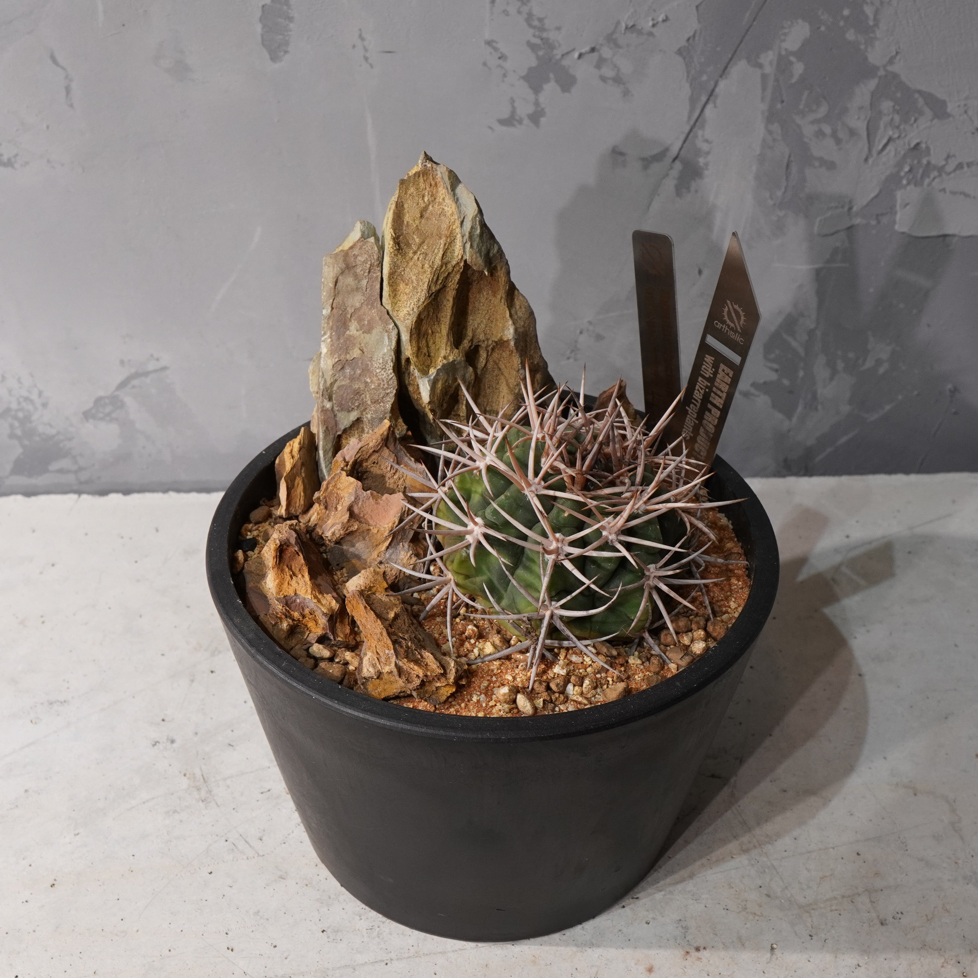 【HABITAT STYLE】ギムノカリキウムフェロシオール_Bizarre Plants/珍奇植物/ハビタットスタイル#artholic