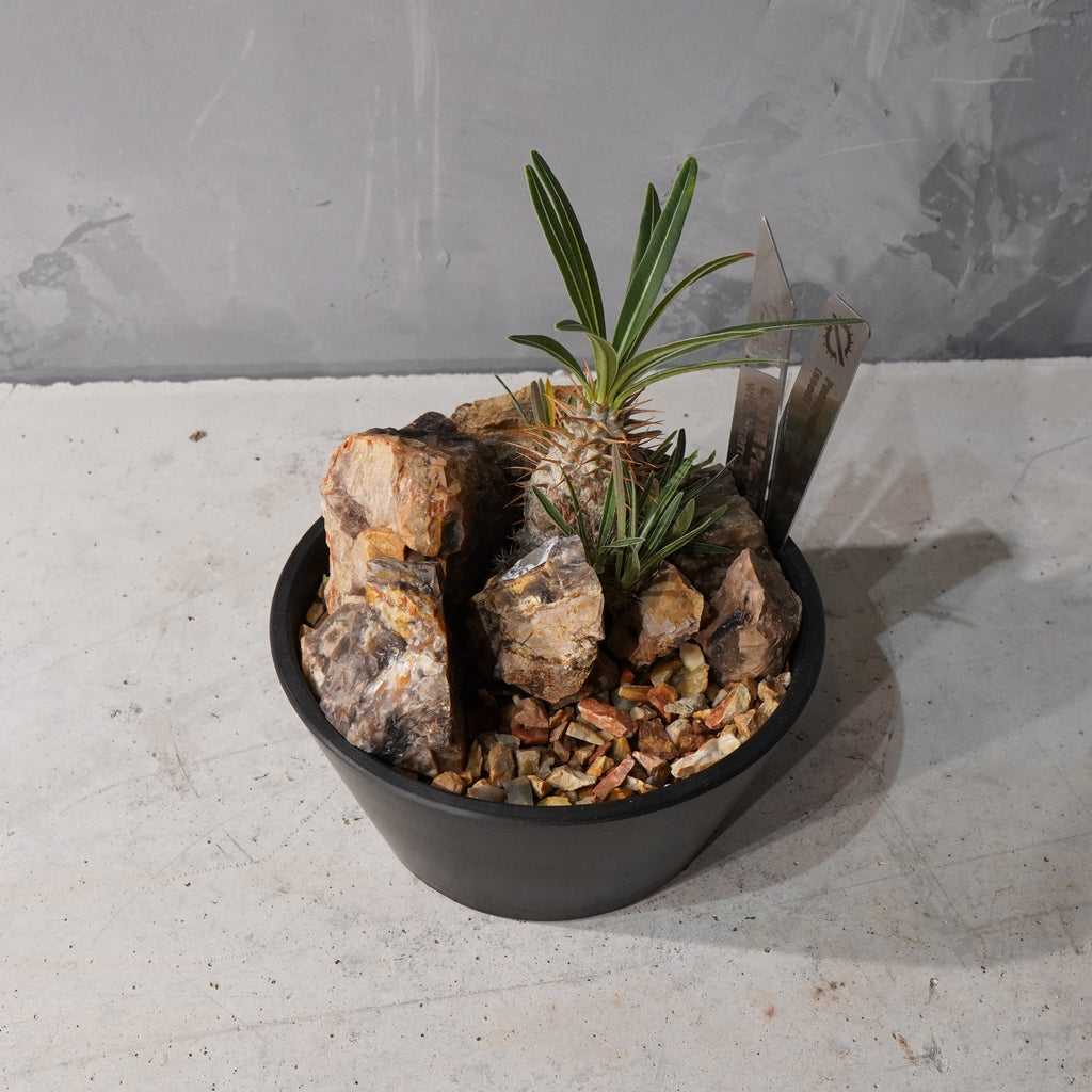 【HABITAT STYLE】パキポディウムグラキリス(実生)_Bizarre Plants/珍奇植物/ハビタットスタイル#artholic