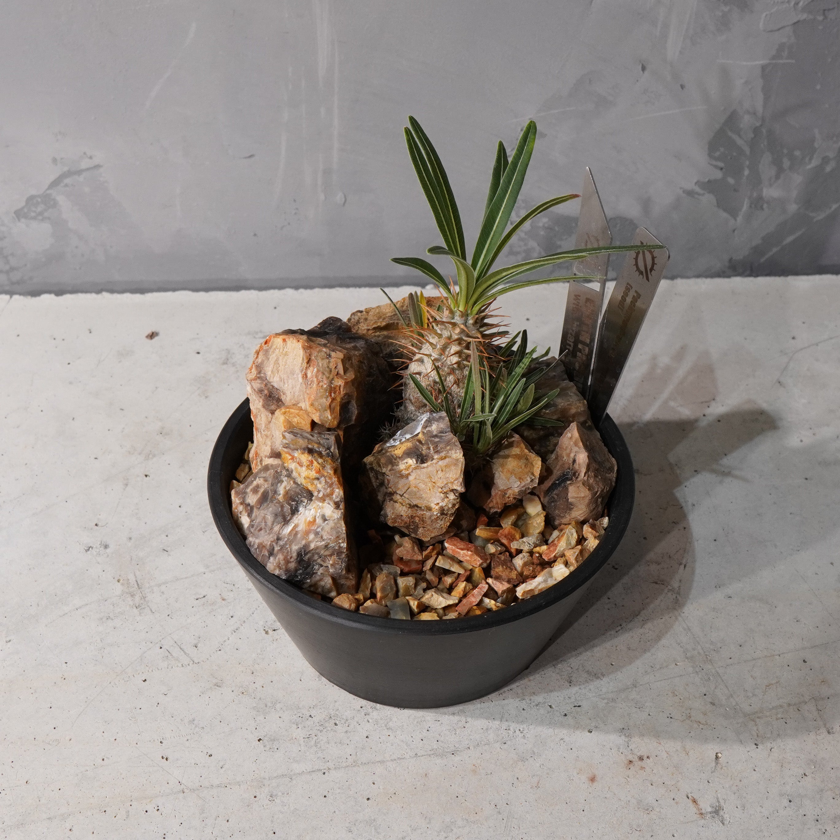 【HABITAT STYLE】パキポディウムグラキリス(実生)_Bizarre Plants/珍奇植物/ハビタットスタイル#artholic