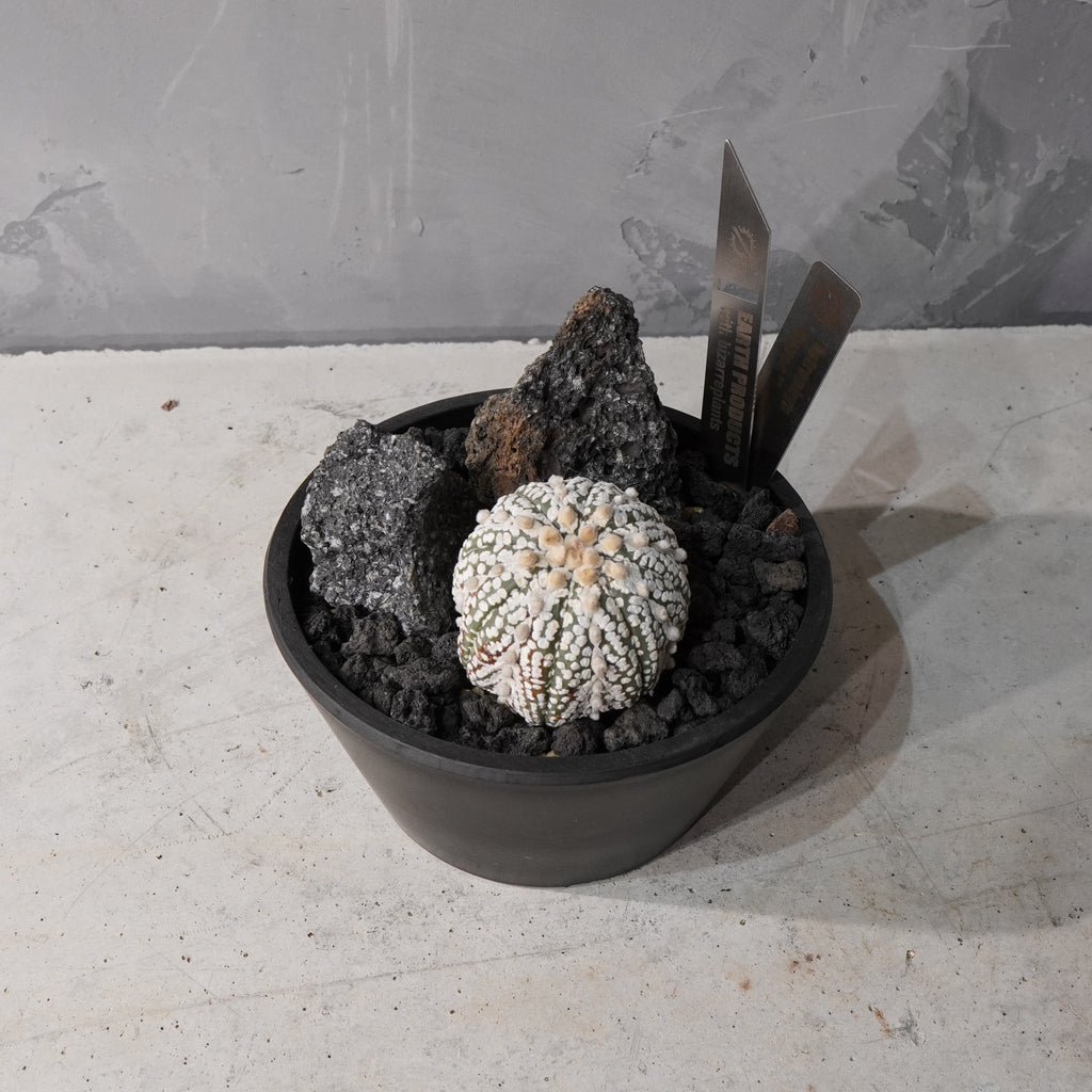 【HABITAT STYLE】アストロフィツムスーパー兜_Bizarre Plants/珍奇植物/ハビタットスタイル#artholic