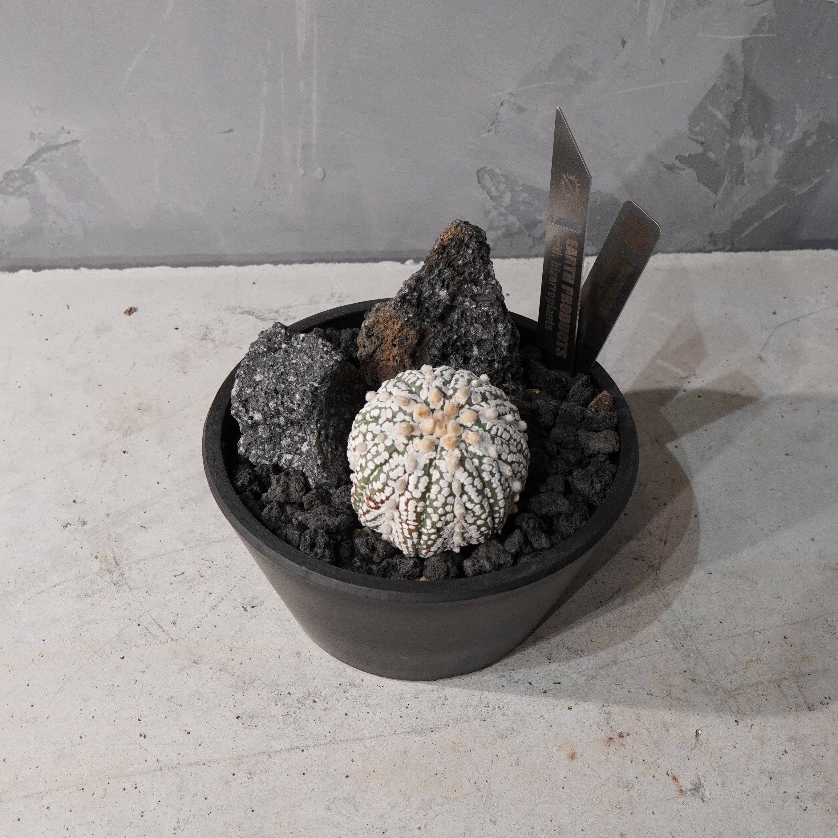 【HABITAT STYLE】アストロフィツムスーパー兜_Bizarre Plants/珍奇植物/ハビタットスタイル#artholic