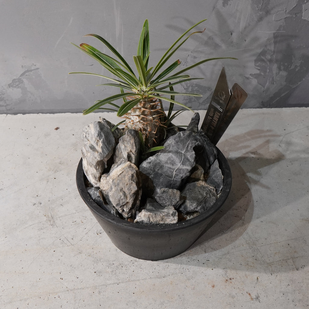 【HABITAT STYLE】パキポディウムグラキリス(実生)_Bizarre Plants/珍奇植物/ハビタットスタイル#artholic