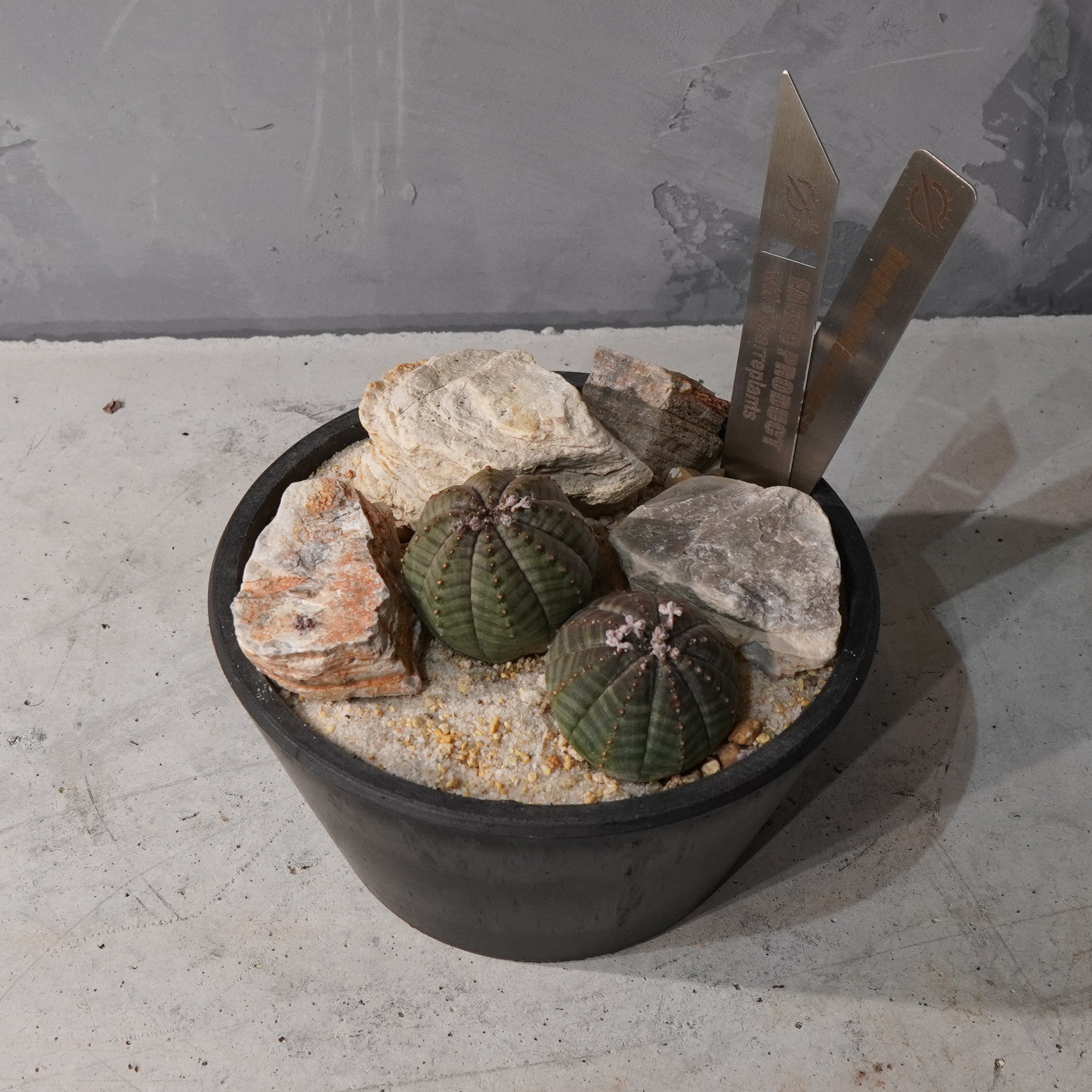 【HABITAT STYLE】ユーフォルビアオベサ_Bizarre Plants/珍奇植物/ハビタットスタイル#artholic