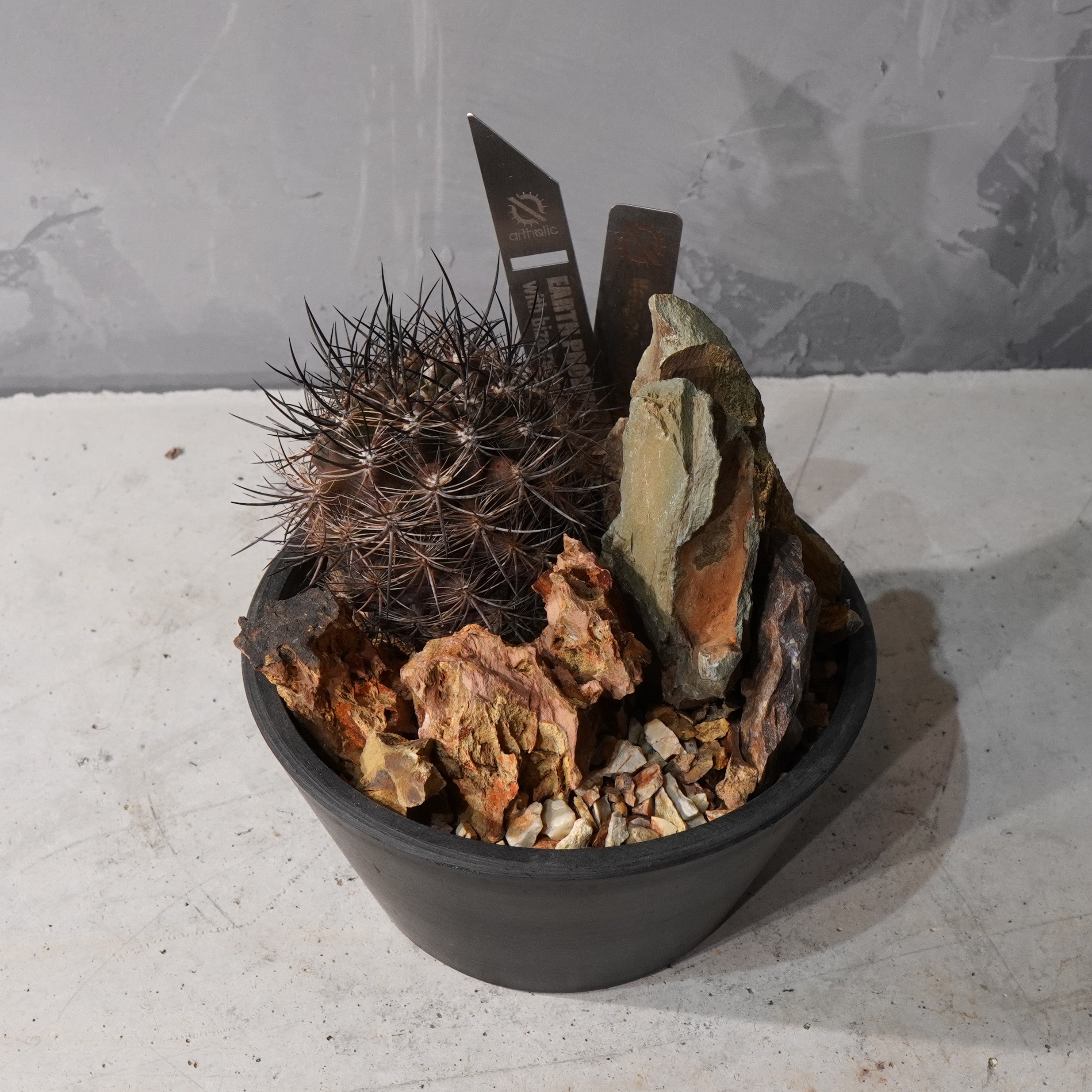 【HABITAT STYLE】ネオポルテリア 銀翁玉_Bizarre Plants/珍奇植物/ハビタットスタイル#artholic