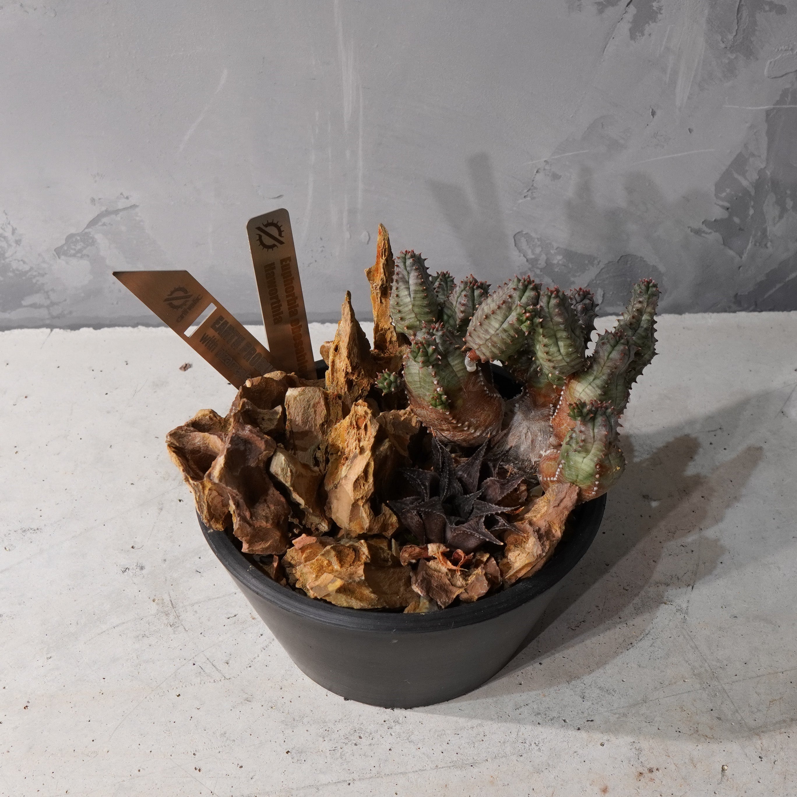 【HABITAT STYLE】ユーフォルビアオベサブロウ/ハオルチア_Bizarre Plants/珍奇植物/ハビタットスタイル#artholic