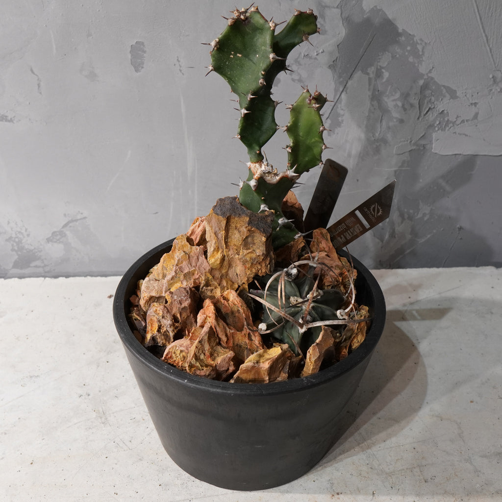 【HABITAT STYLE】アストロフィツム大鳳玉/トルチリス_Bizarre Plants/珍奇植物/ハビタットスタイル#artholic