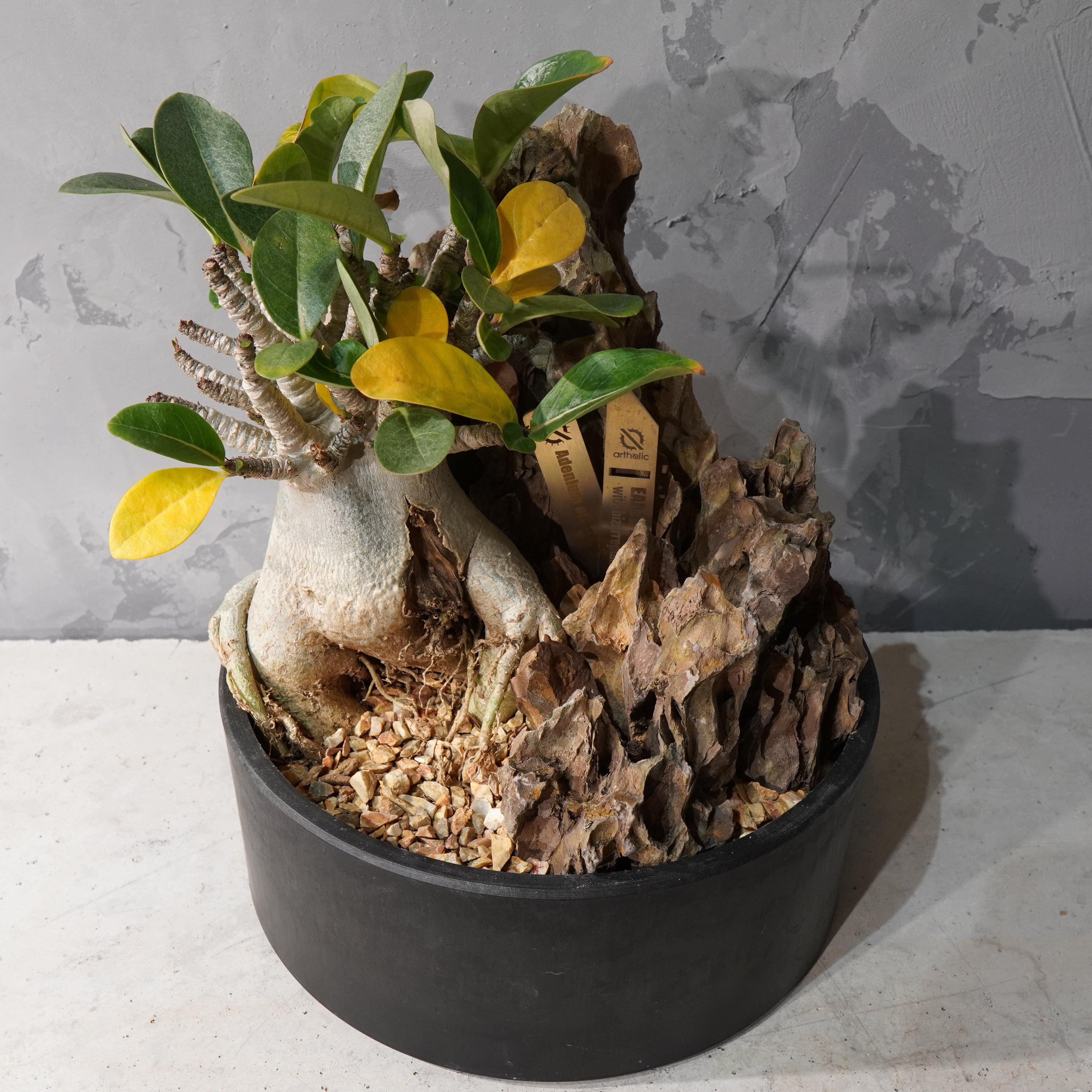 【HABITAT STYLE】アデニウム・オベスム_Bizarre Plants/珍奇植物/ハビタットスタイル#artholic