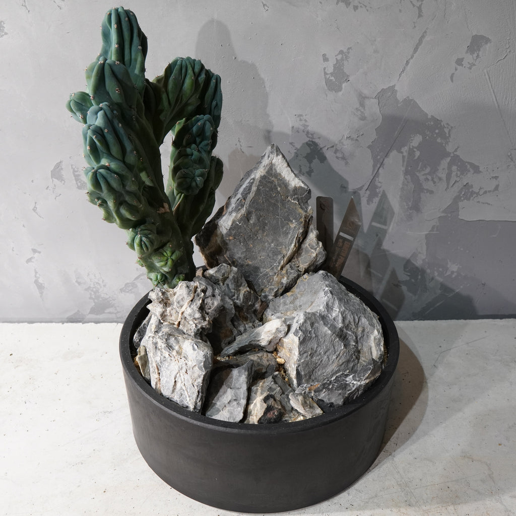 【HABITAT STYLE】竜神木 綴化_Bizarre Plants/珍奇植物/ハビタットスタイル#artholic