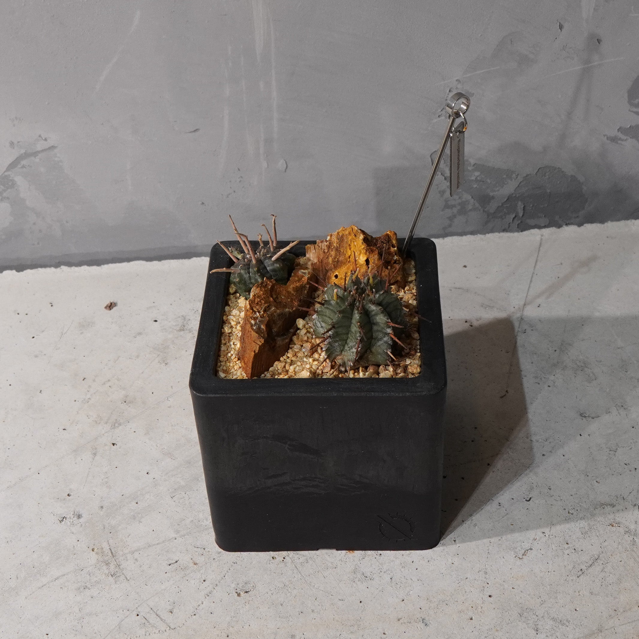 【HABITAT CUBE】ユーフォルビアバリダ_Bizarre Plants/珍奇植物/ハビタットスタイル#artholic