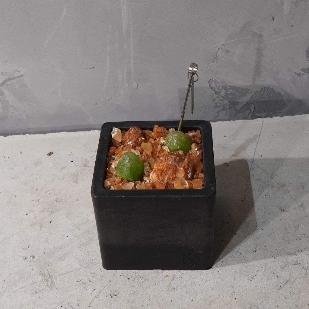 【HABITAT CUBE】コノフィツム ブルゲリ_Pizarre Plants/珍奇植物/ハビタットスタイル#artholic